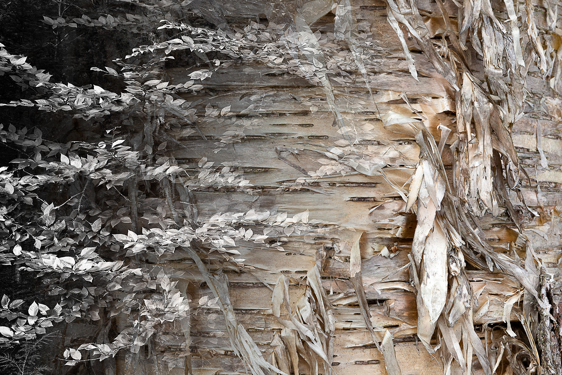 Arboreal Observation #22-Birch, 12"x18", edition of 10