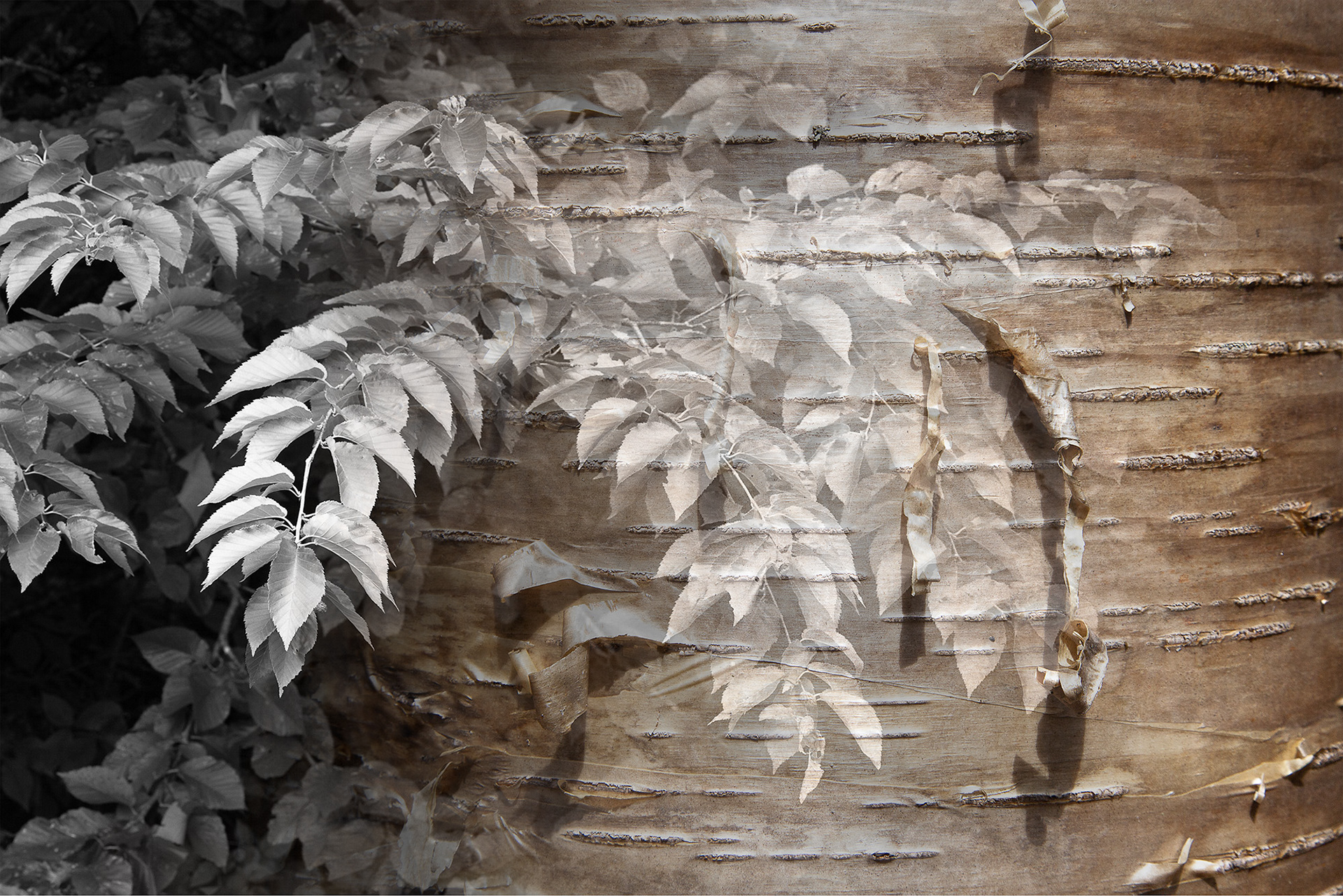 Arboreal Observation #17-Birch, 7"x10", edition of 20, $125 unframed