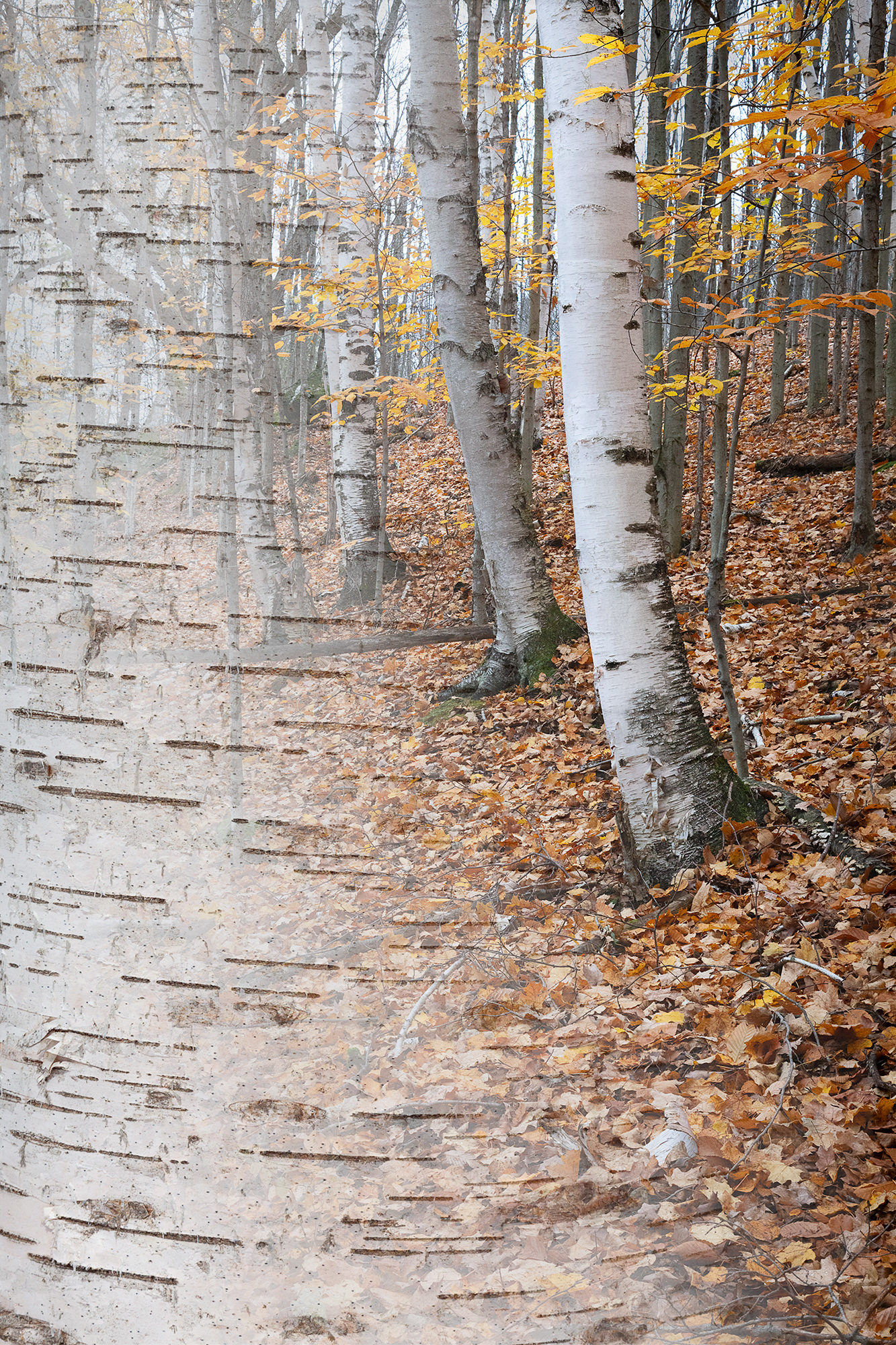 Arboreal Observation #34-Birch, 7"x10" edition of 20, $125, and 12"x18" ed of 10, $310 unframed