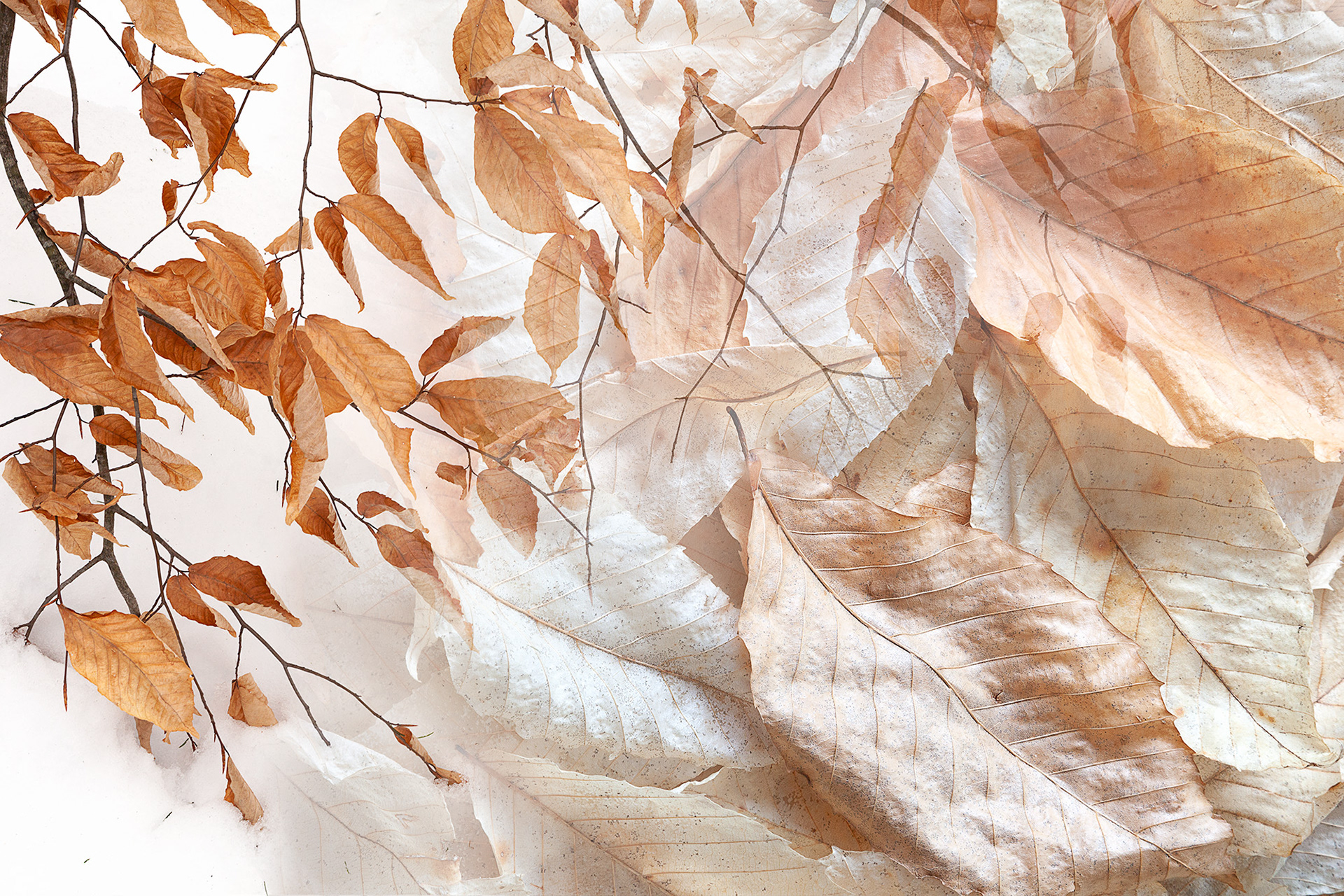 Botanical Observation #8- Winter Beech, limited edition in 2 sizes