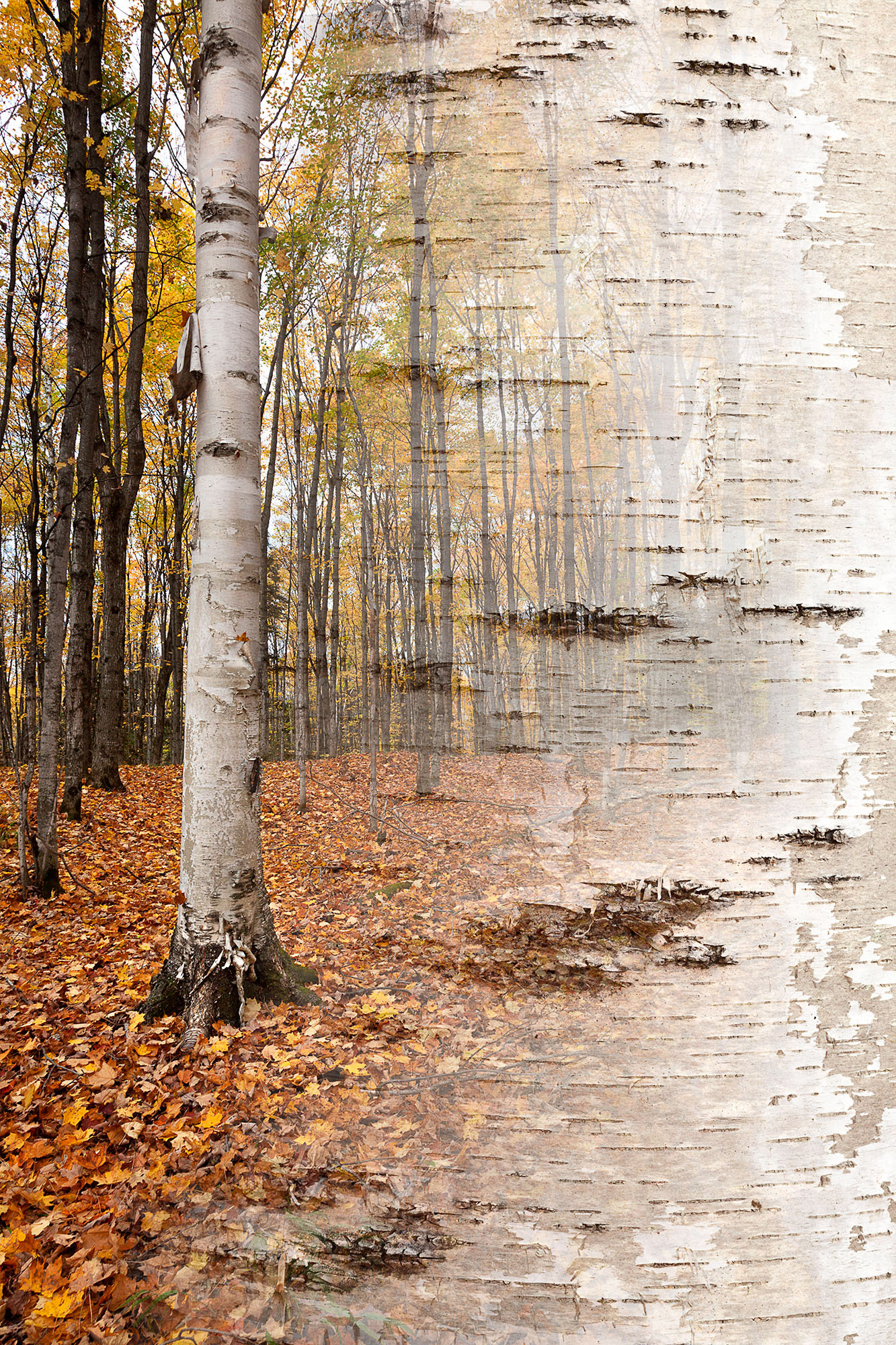 Arboreal Observation #2- Birch, 12"x18", edition of 10, $795 Framed, $410 unframed