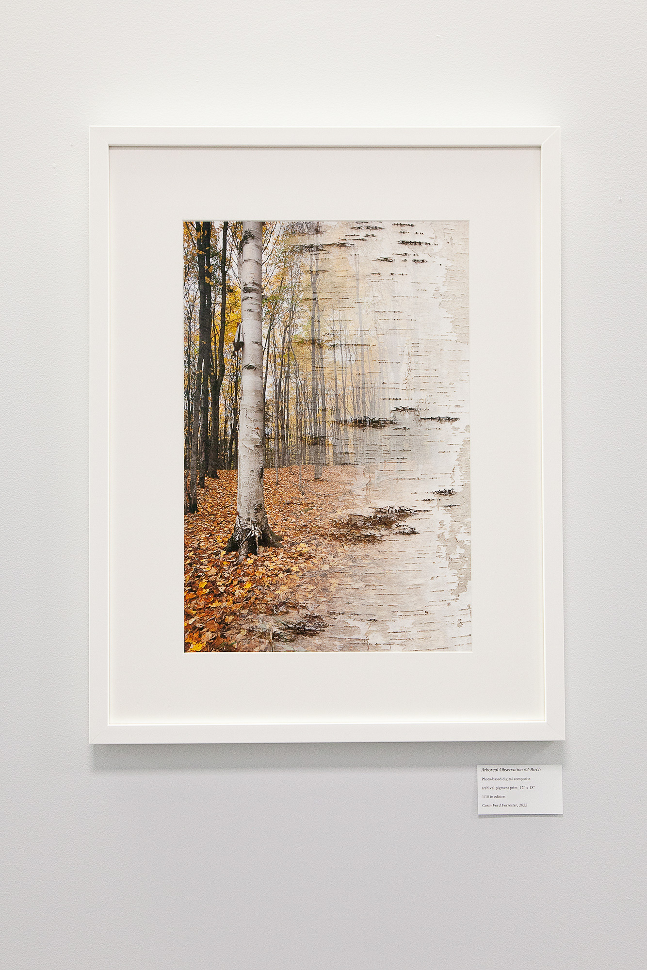 Limited edition fine art prints in the Arboreal Observations series are signed and numbered on the print verso and presented matted in a white wood frame with UV protective/ anti-glare glass $795. Unframed work is also available ( $410)