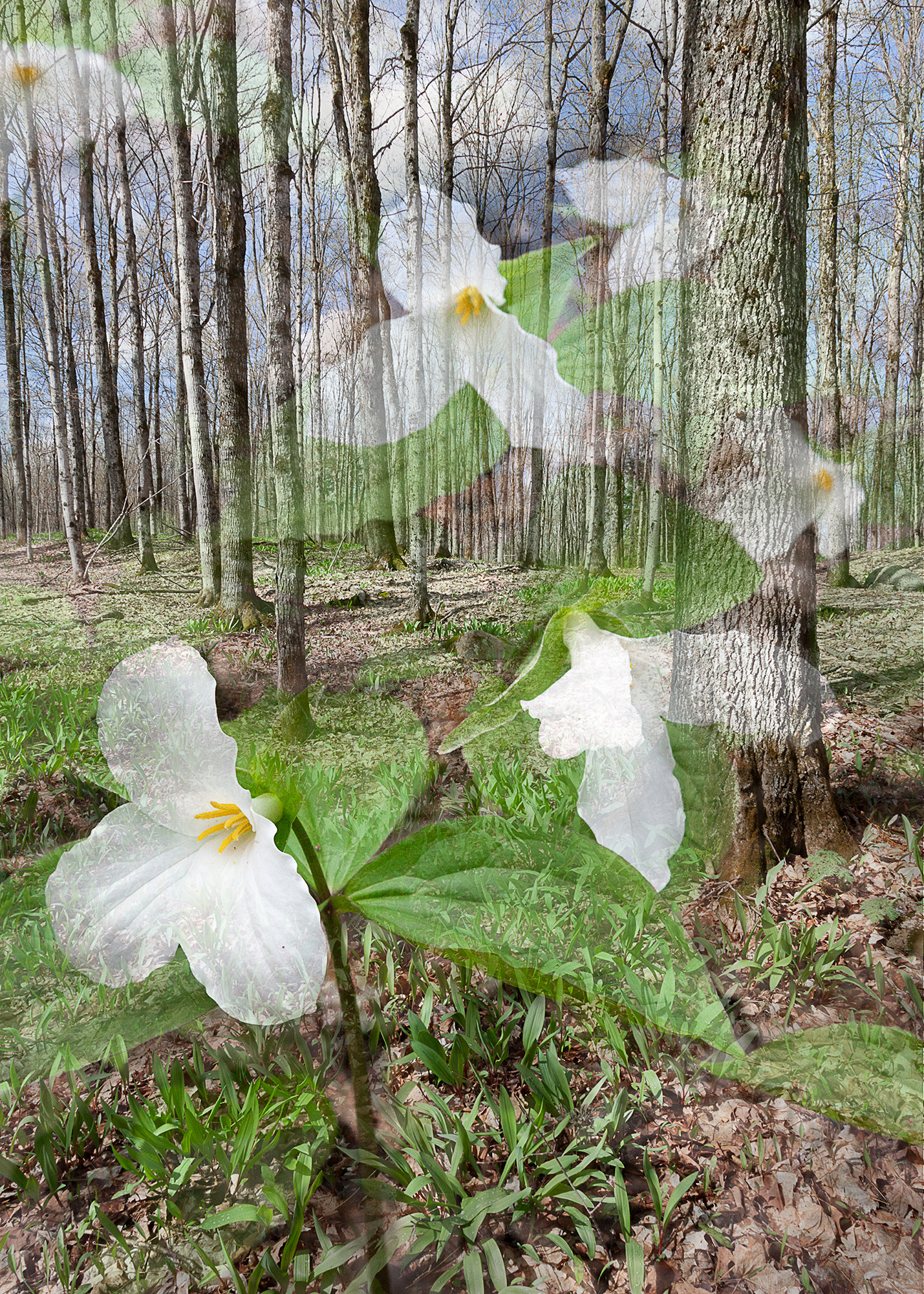 Spring Ascending #3, 5"x7" edition of 40, $40 unframed