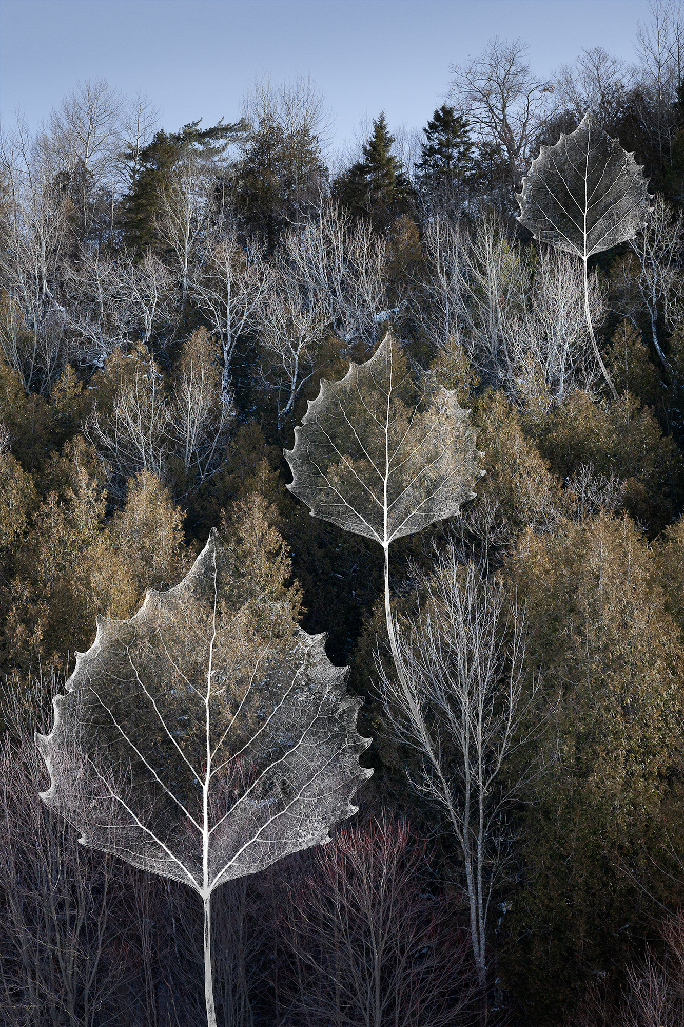 Forest Fractals #5, multiple sizes