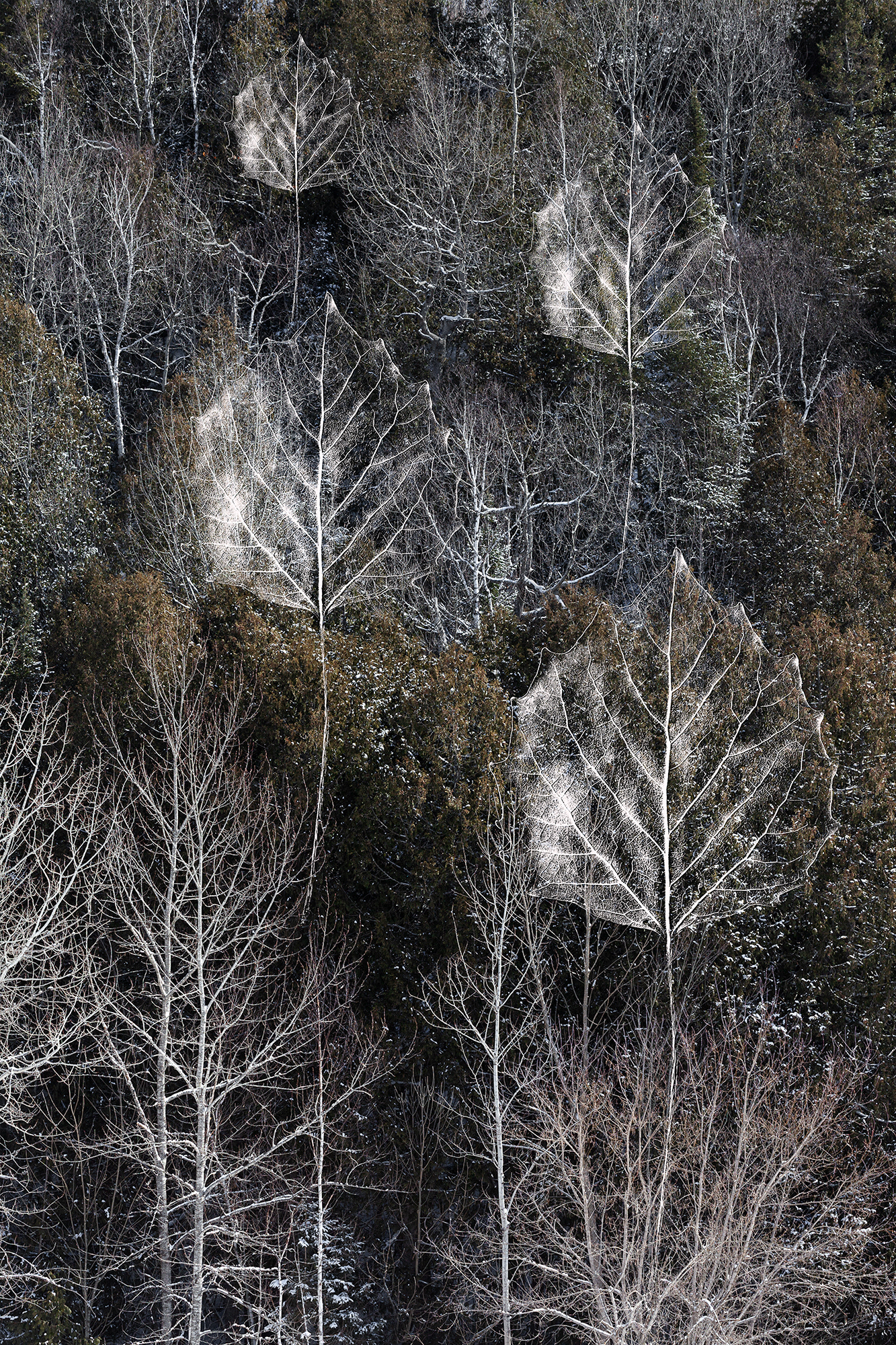 Forest Fractals #1, multiple sizes