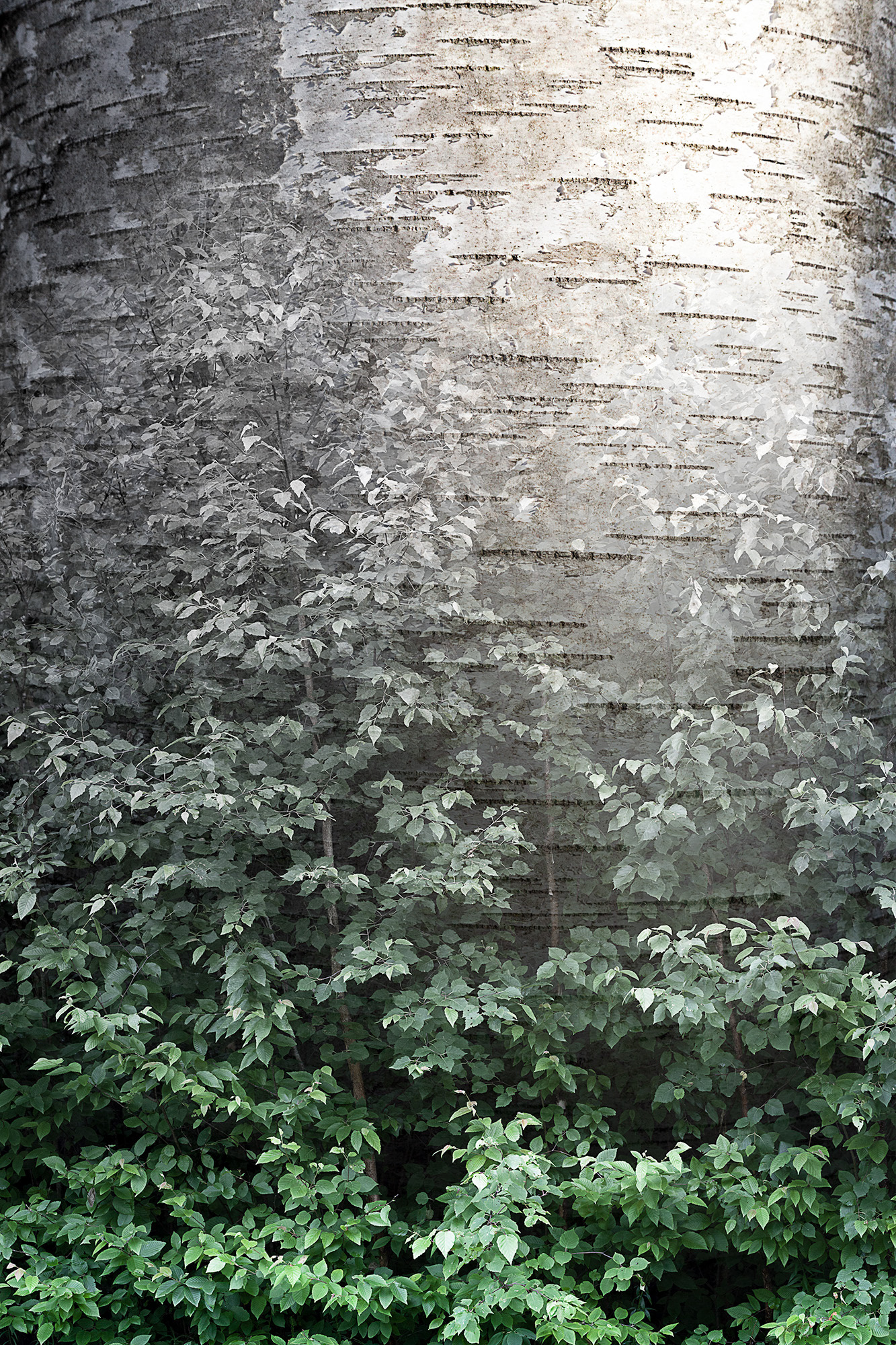 Arboreal Observation #19-Birch, 7"x10", edition of 20, $125 unframed
