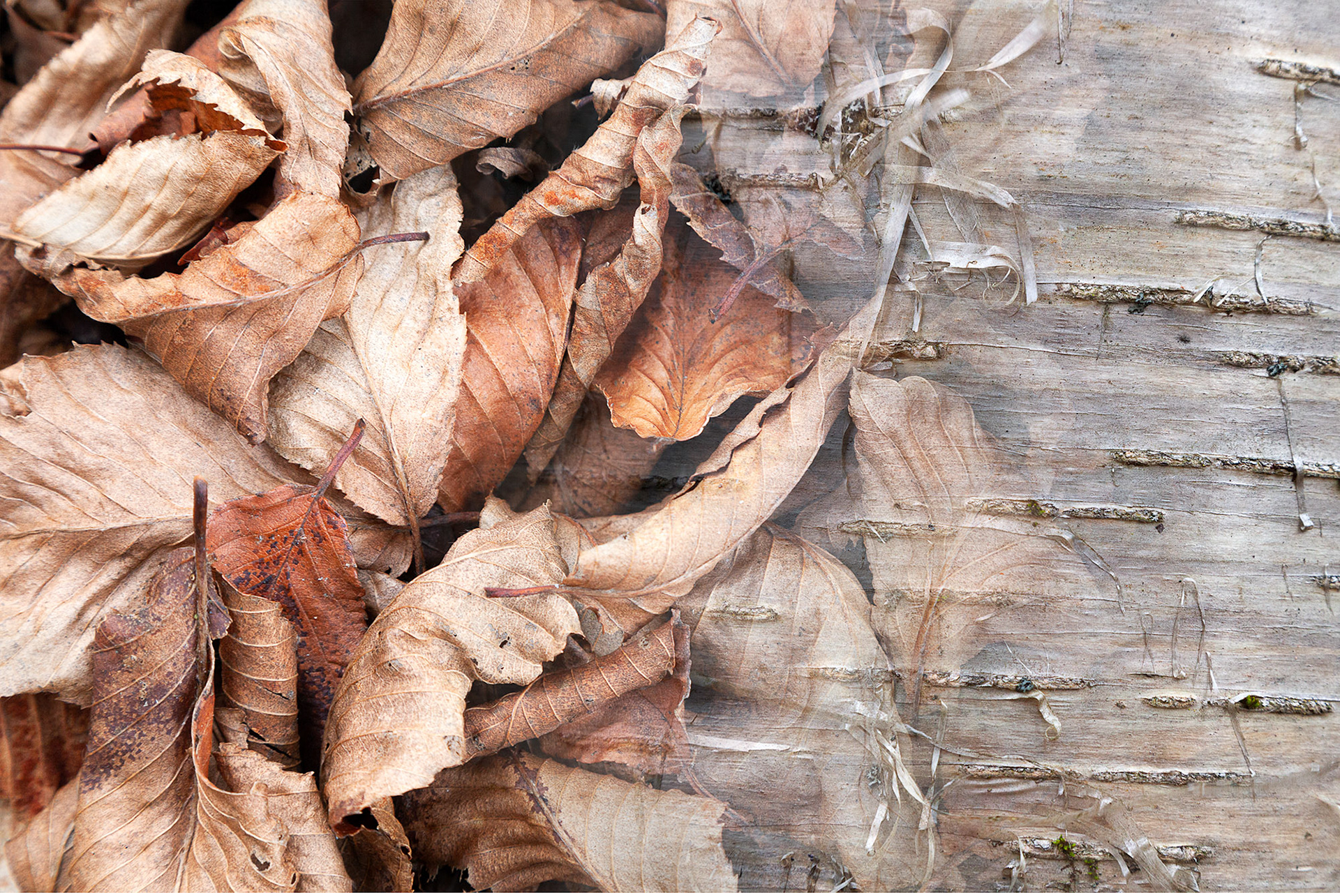 Arboreal Observation #9- Birch, 12"x18", edition of 10