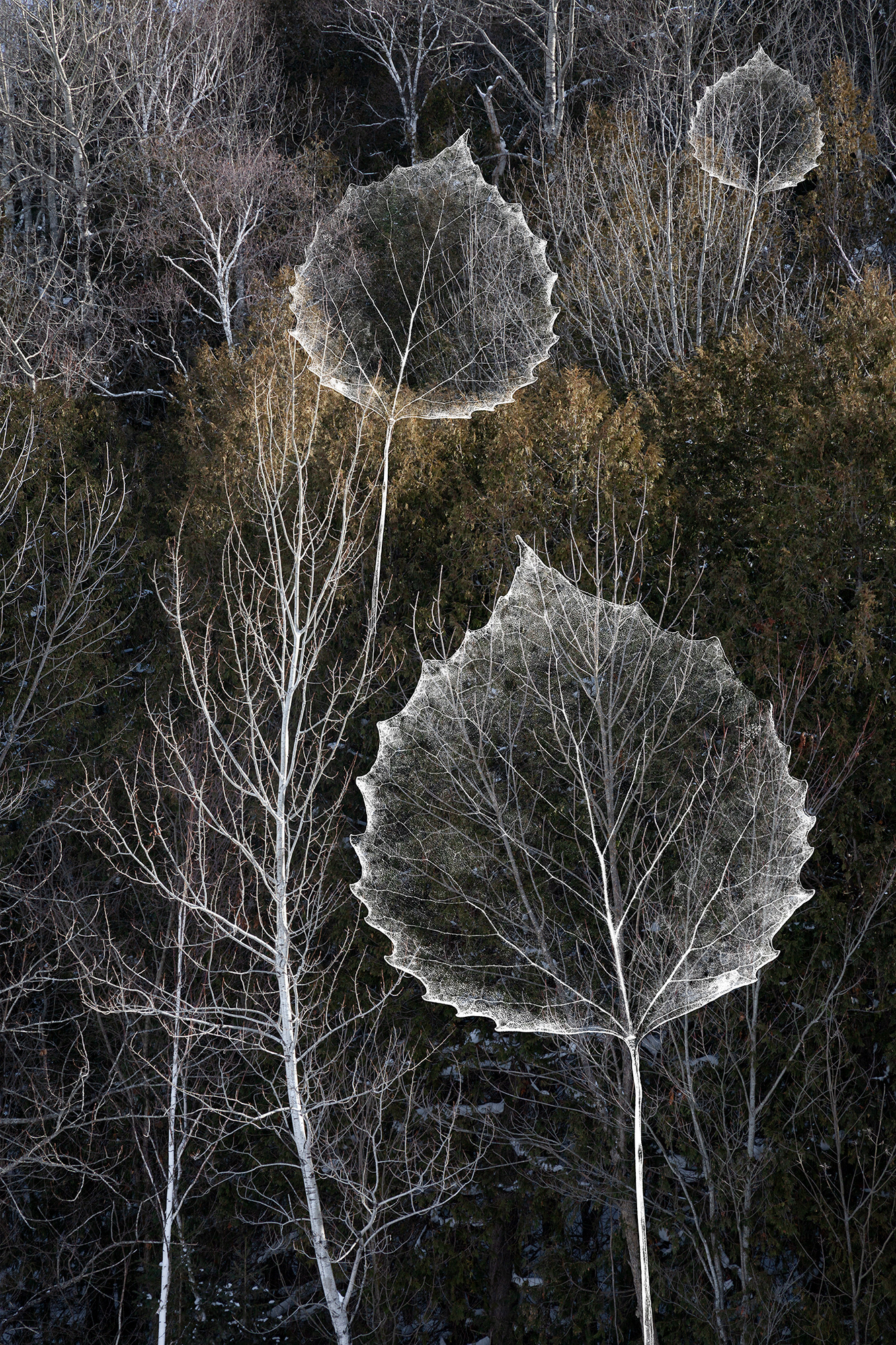 Forest Fractals #4, multiple sizes