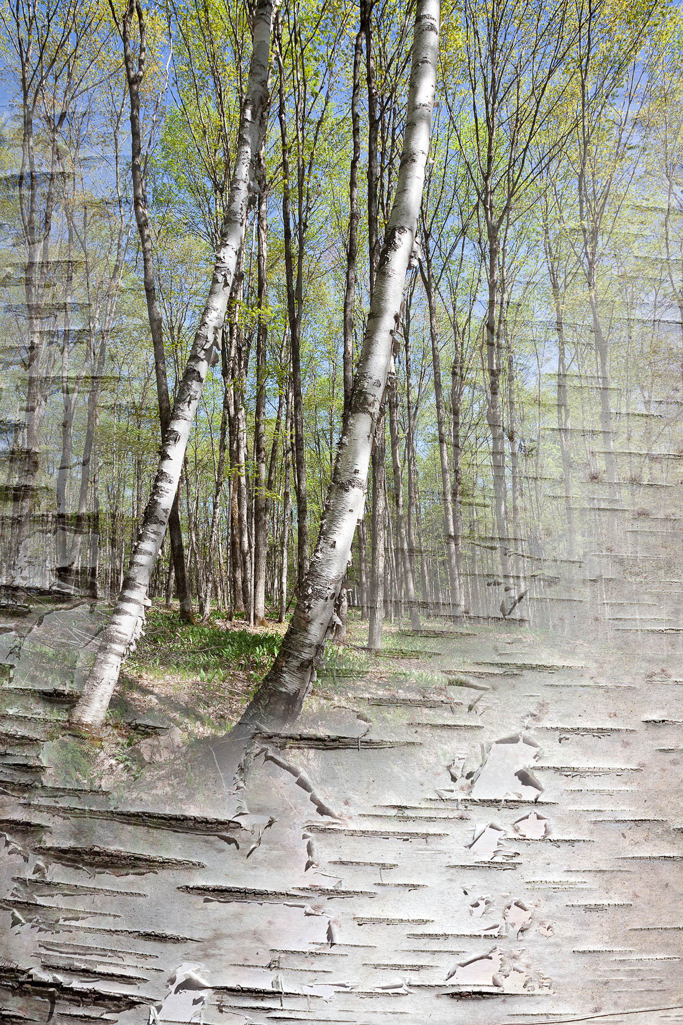 Arboreal Observation #21-Birch, 7"x10", edition of 20, $125 unframed