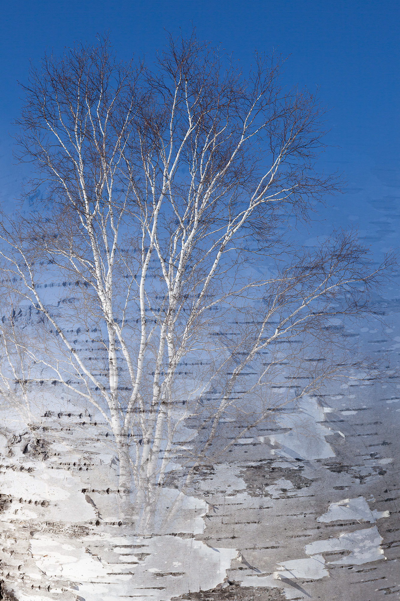 Arboreal Observation #1- Birch, 12"x18", edition of 10