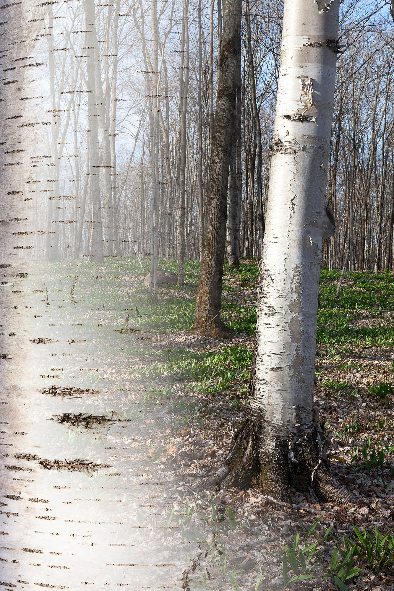 Arboreal Observation #20-Birch, 7"x10", edition of 20, $125 unframed