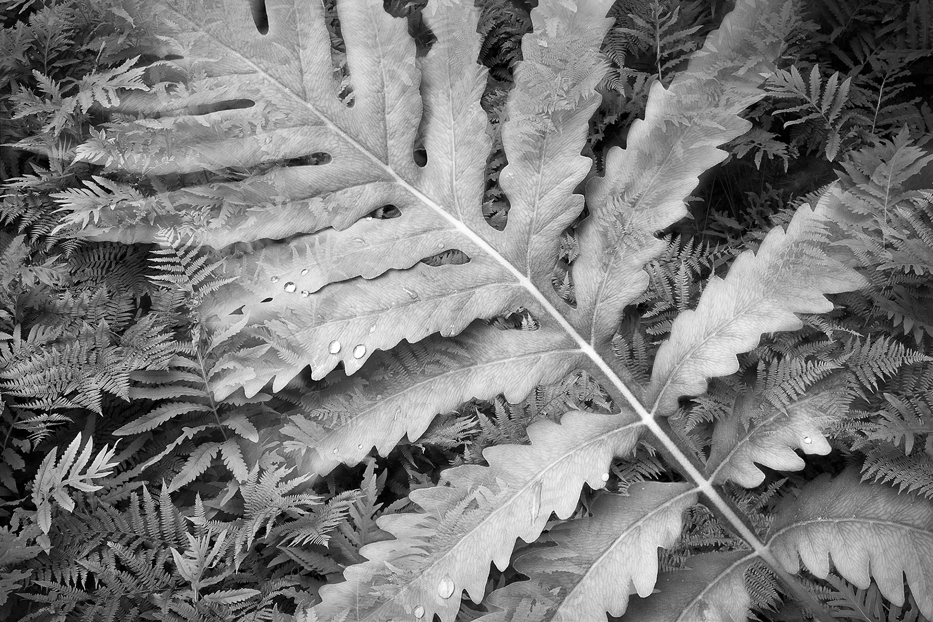 Botanical Observation #12-Ferns, limited edition in 2 sizes