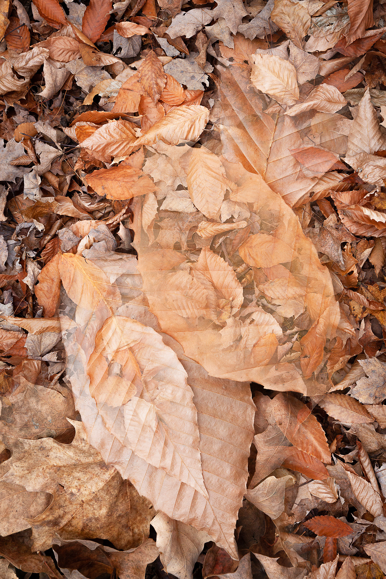 Botanical Observation #5- Beech, limited edition in 2 sizes