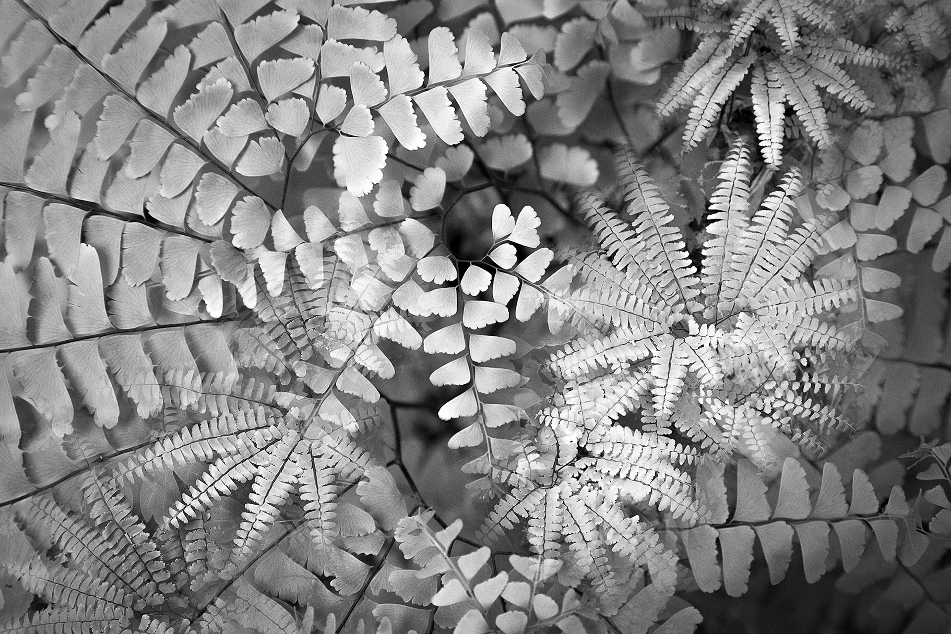 Botanical Observation #4- Maidenhair Fern, limited edition in 2 sizes