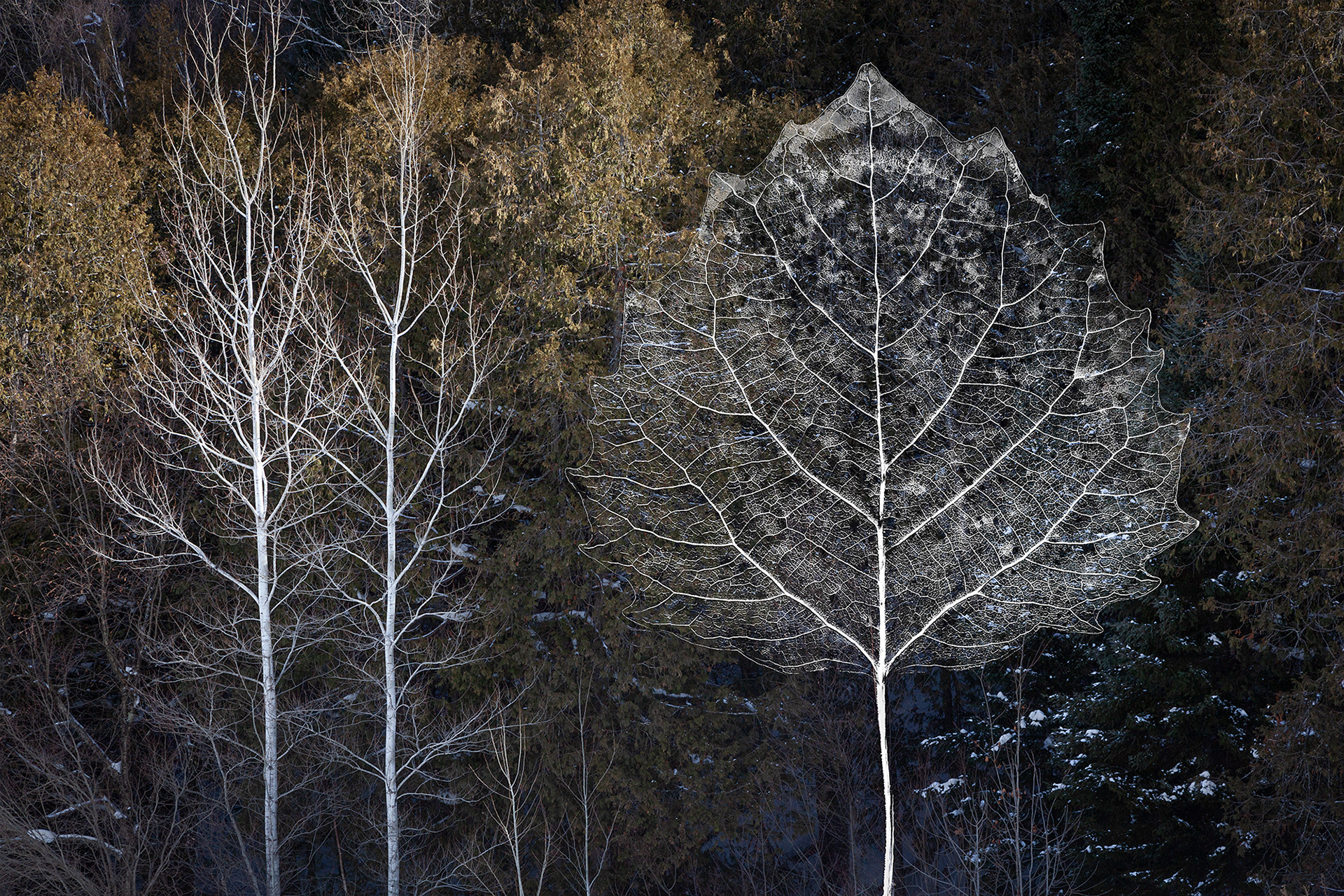Forest Fractals #3, multiple sizes
