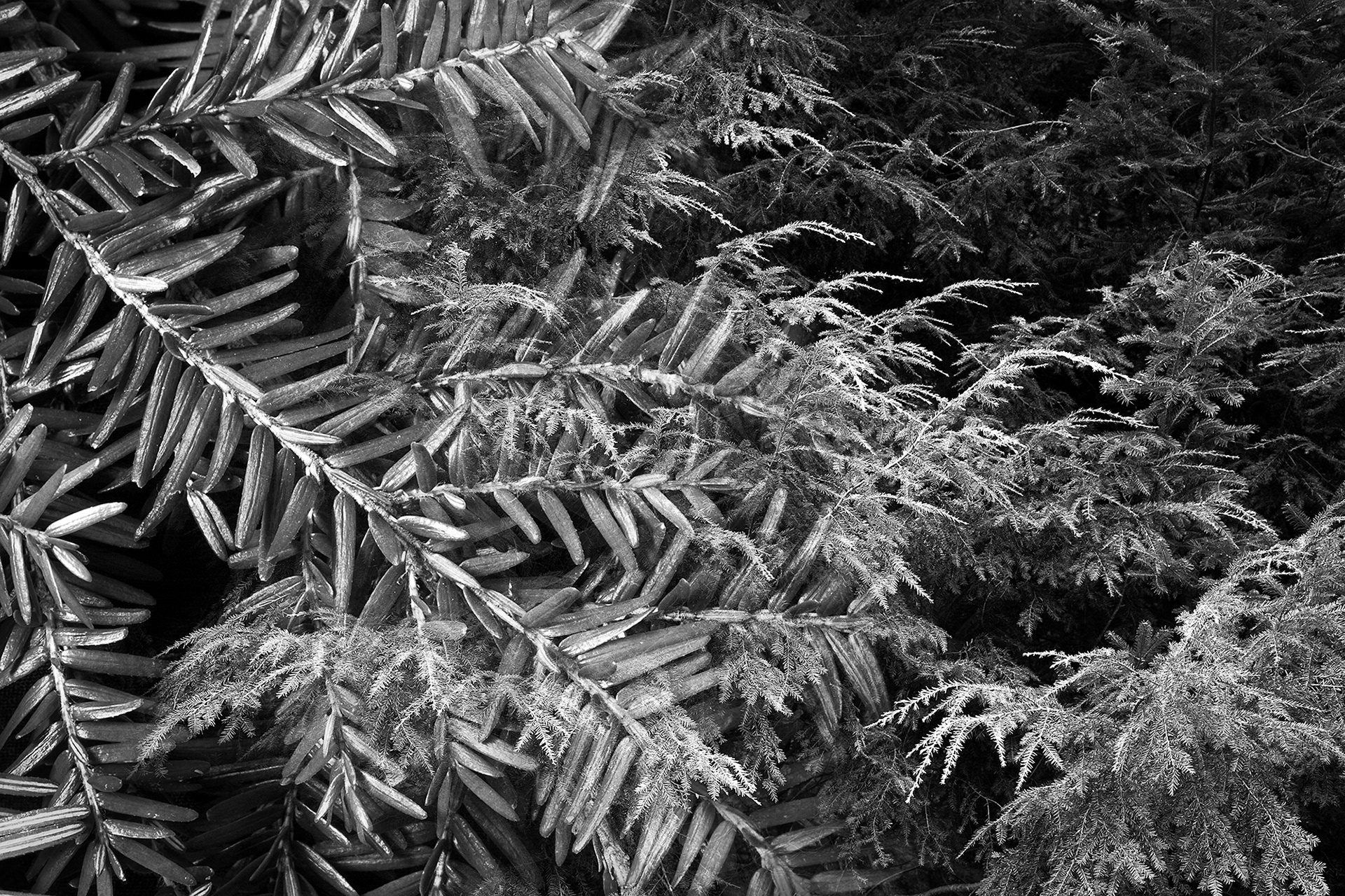 Botanical Observation #7- Hemlock, limited edition in 2 sizes