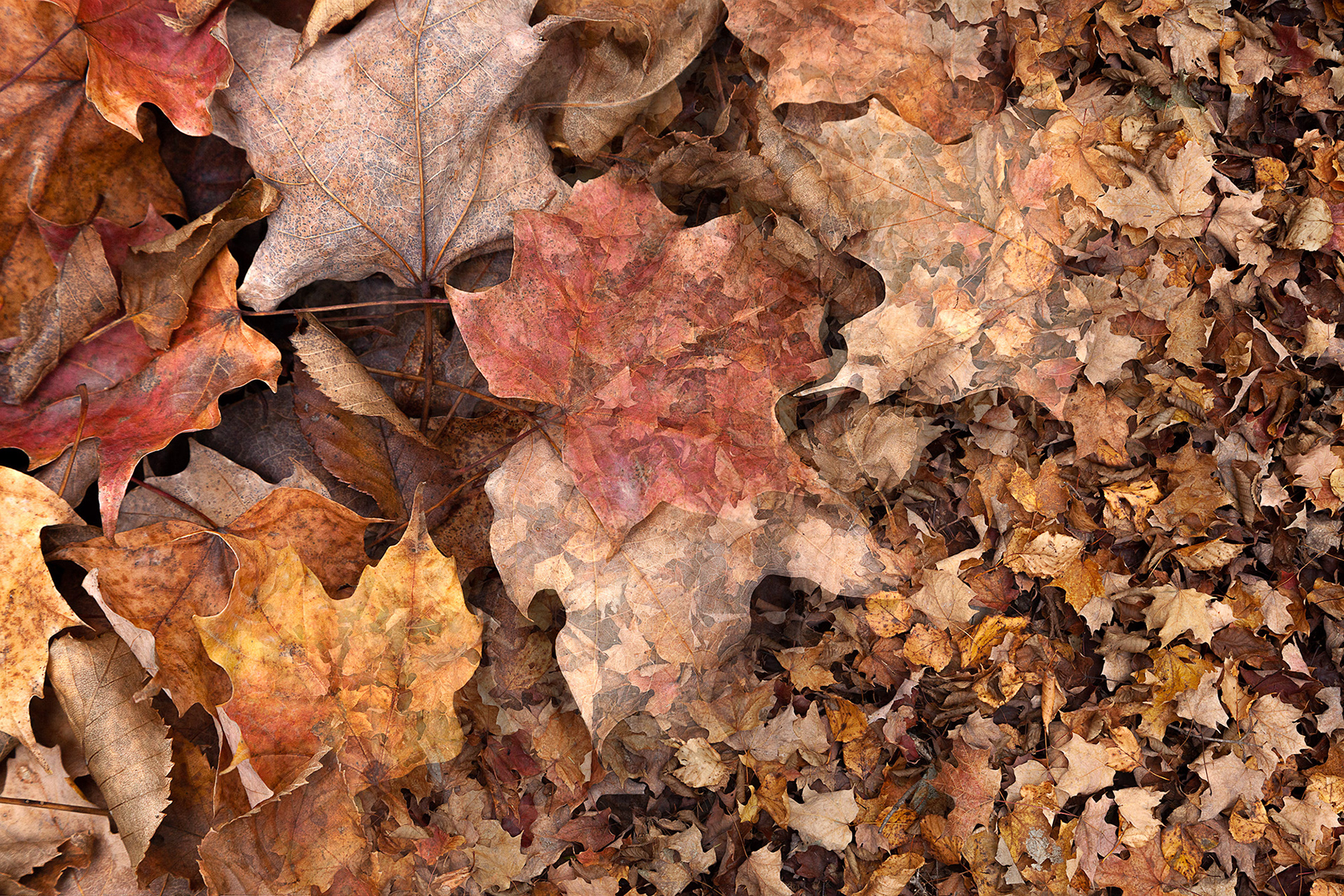 Botanical Observation #1- Maple, limited edition in 2 sizes