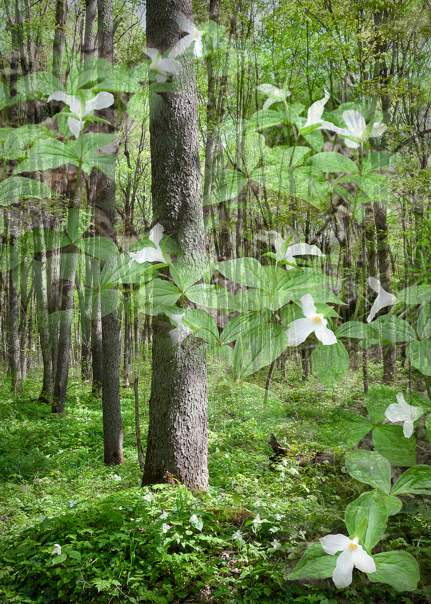 Spring Ascending #4, 5"x7" edition of 40, $40 unframed