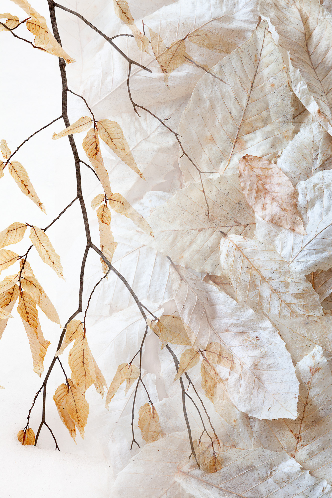 Botanical Observation #9- Winter Beech, limited edition in 2 sizes