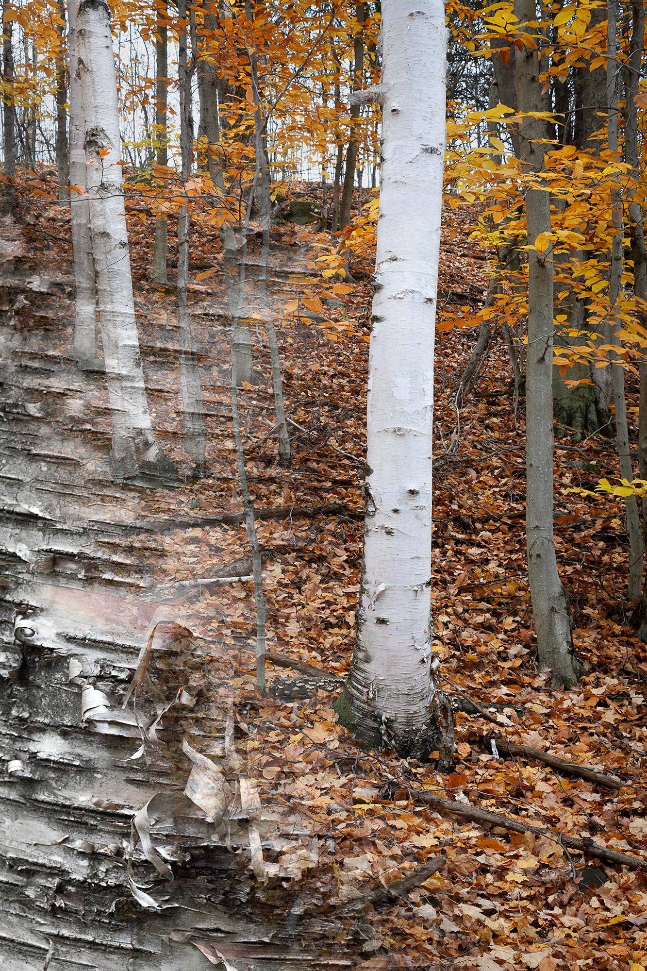 Arboreal Observation #35-Birch, 7"x10" edition of 20, $125, and 12"x18" ed of 10, $310 unframed