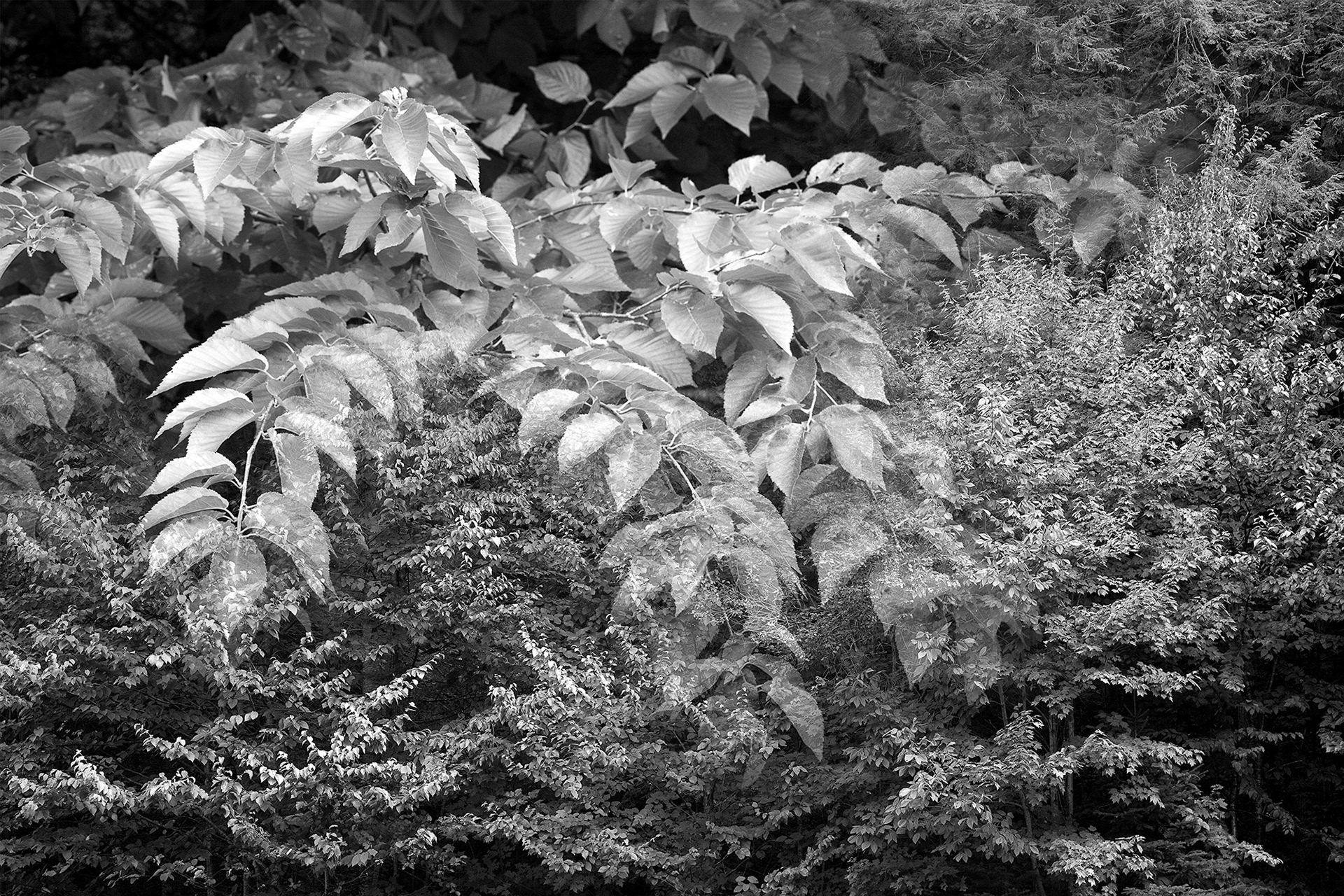 Botanical Observation #6- Birch, limited edition in 2 sizes