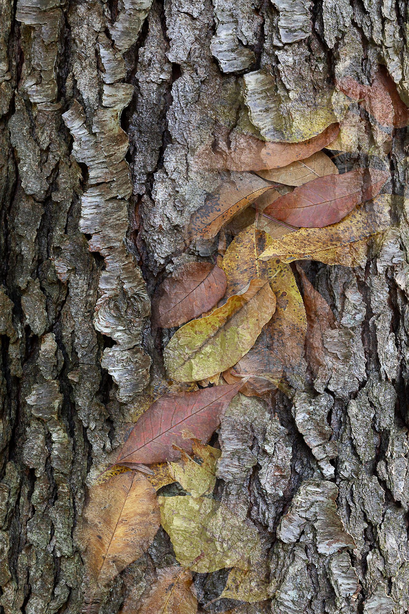 Arboreal Observation #14- Cherry, 12"x18", edition of 10