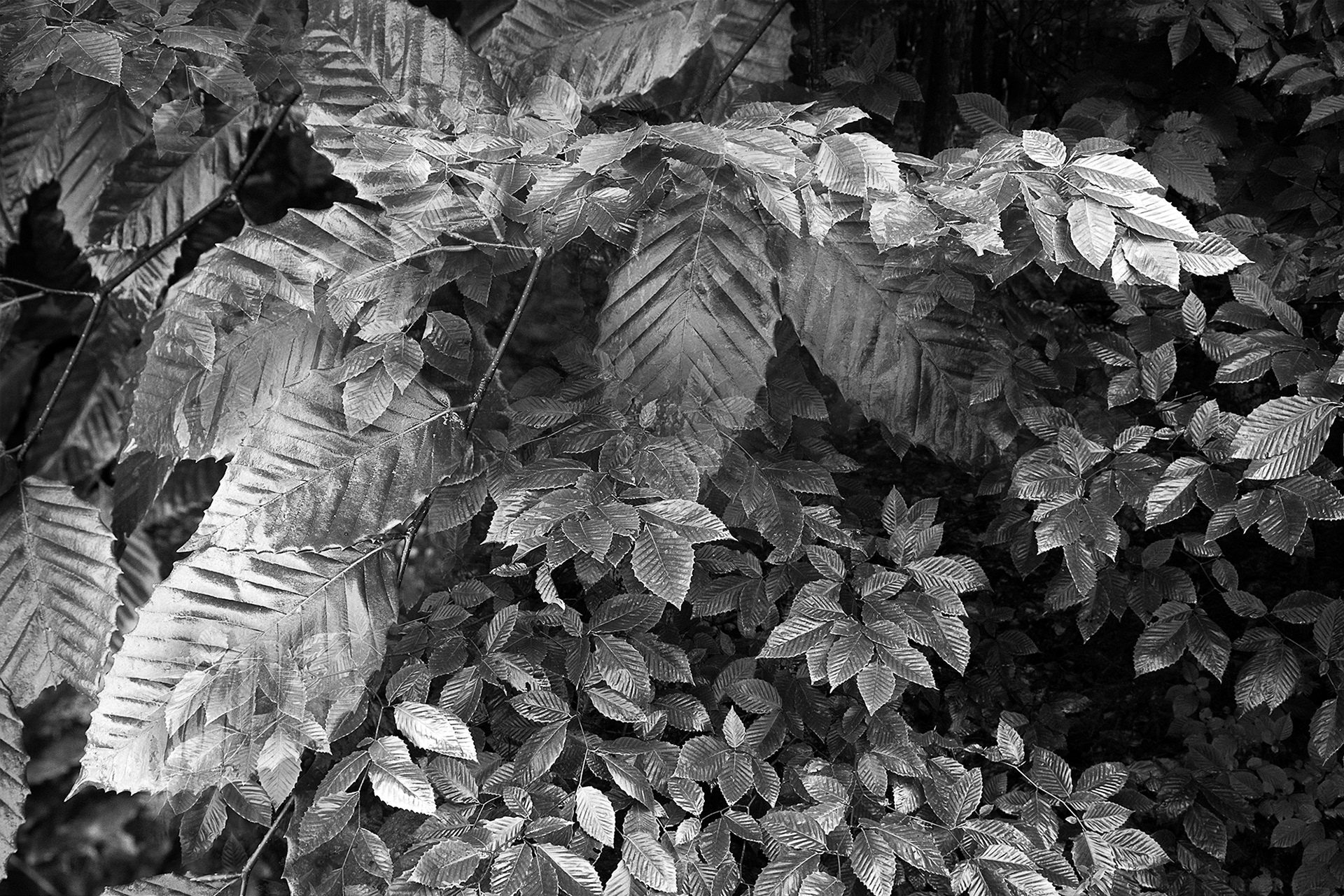 Botanical Observation #3- Beech, limited edition in 2 sizes