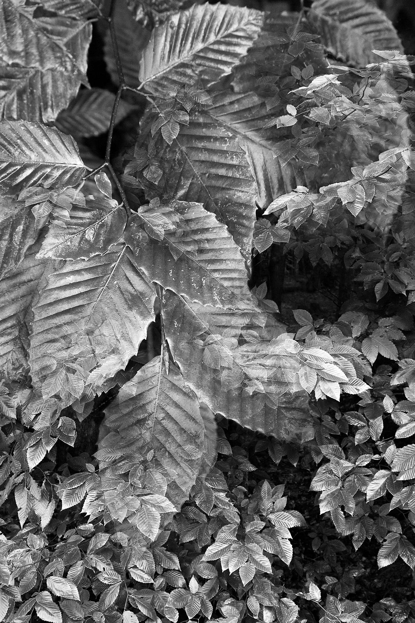 Botanical Observation #10- Beech, limited edition in 2 sizes