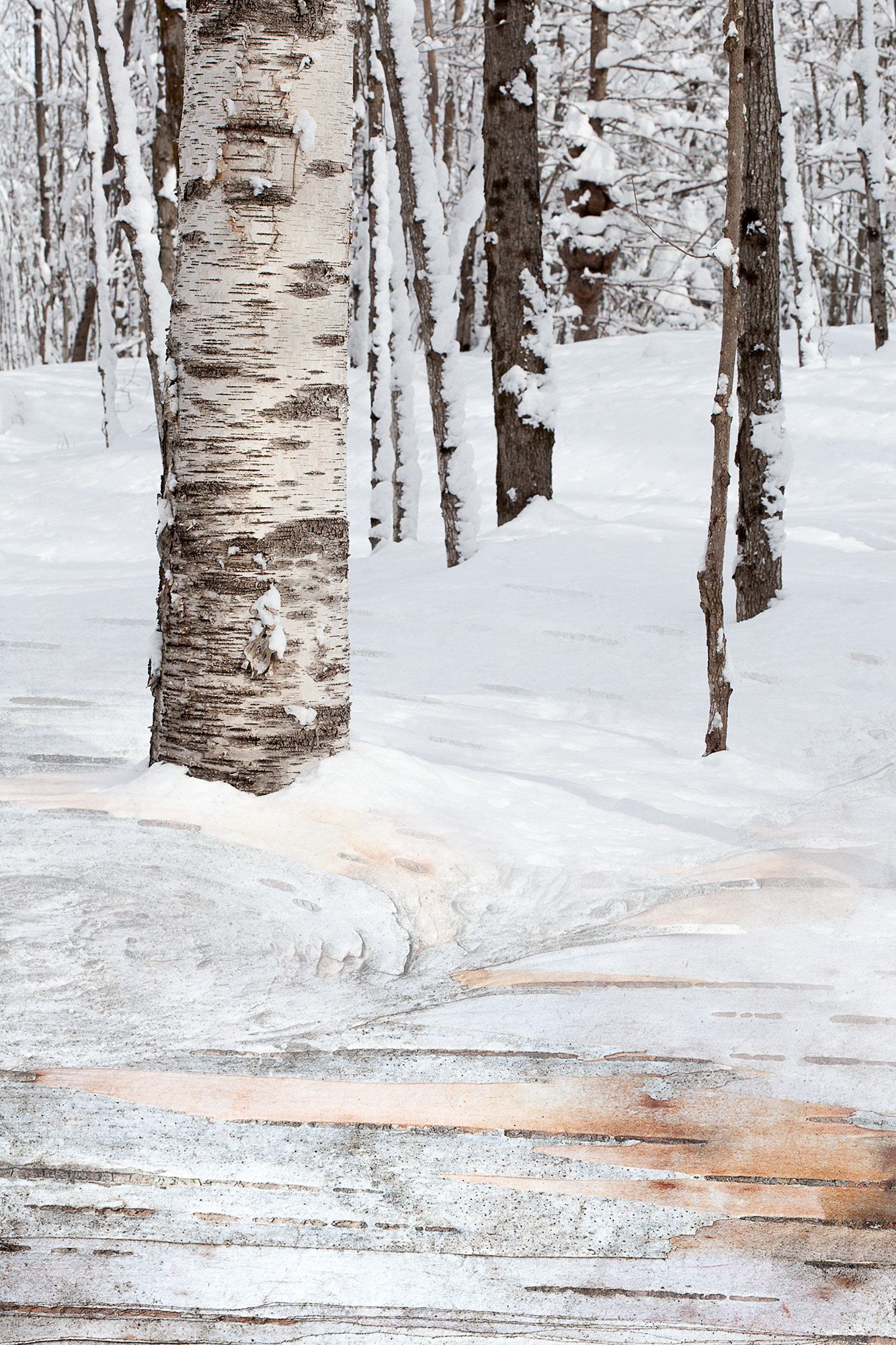 Arboreal Observation #13- Birch, 12"x18", edition of 10