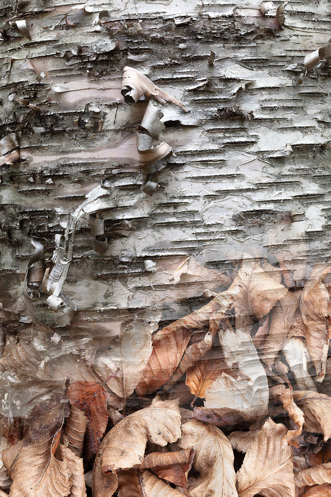 Arboreal Observation #16-Birch, 7"x10", edition of 20, $125 unframed