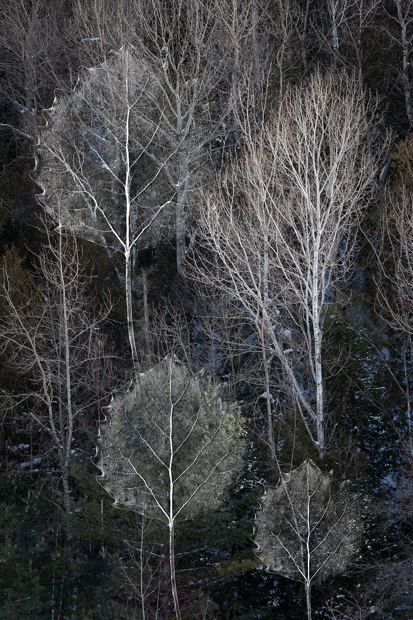 Forest Fractals #2, multiple sizes
