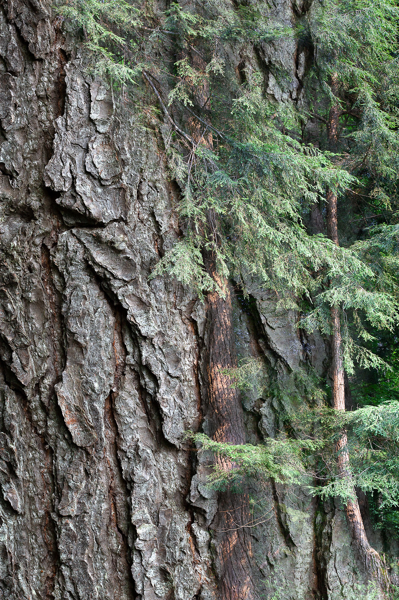 Arboreal Observation #12- Hemlock, 12"x18", edition of 10