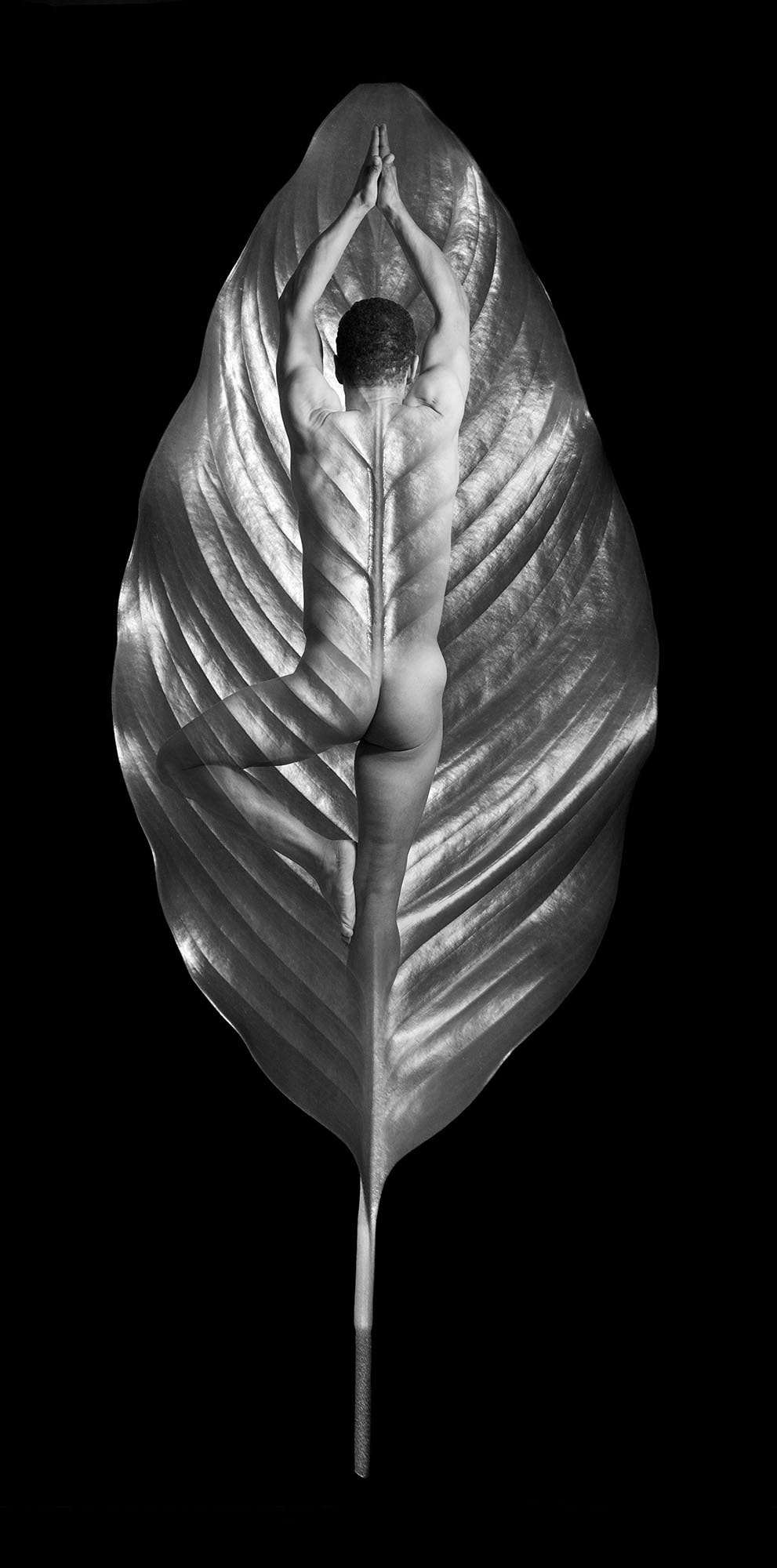 Indivisible I, 9"x18", edition of 40, $585