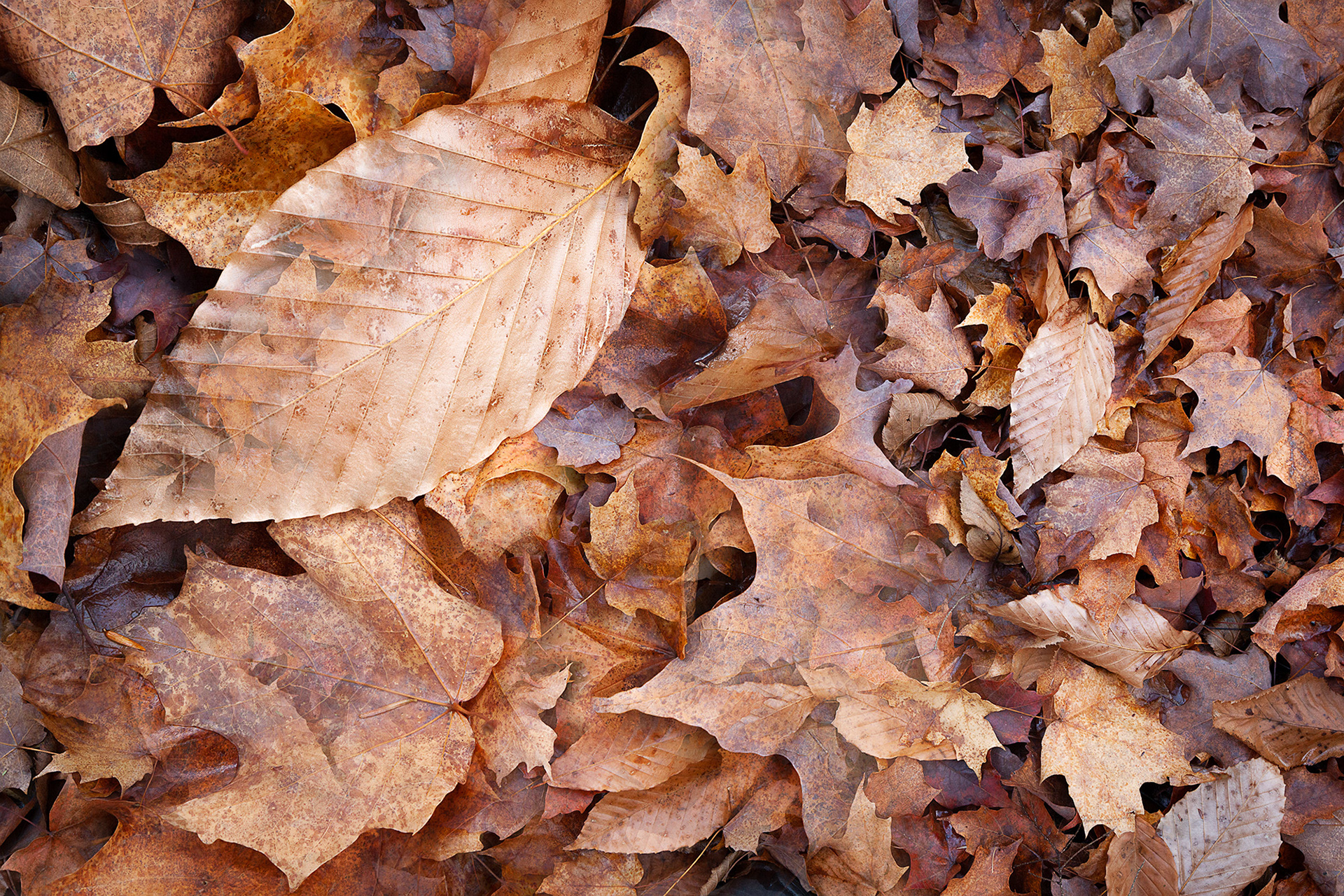 Botanical Observation #11- Beech & Maple, limited edition in 2 sizes