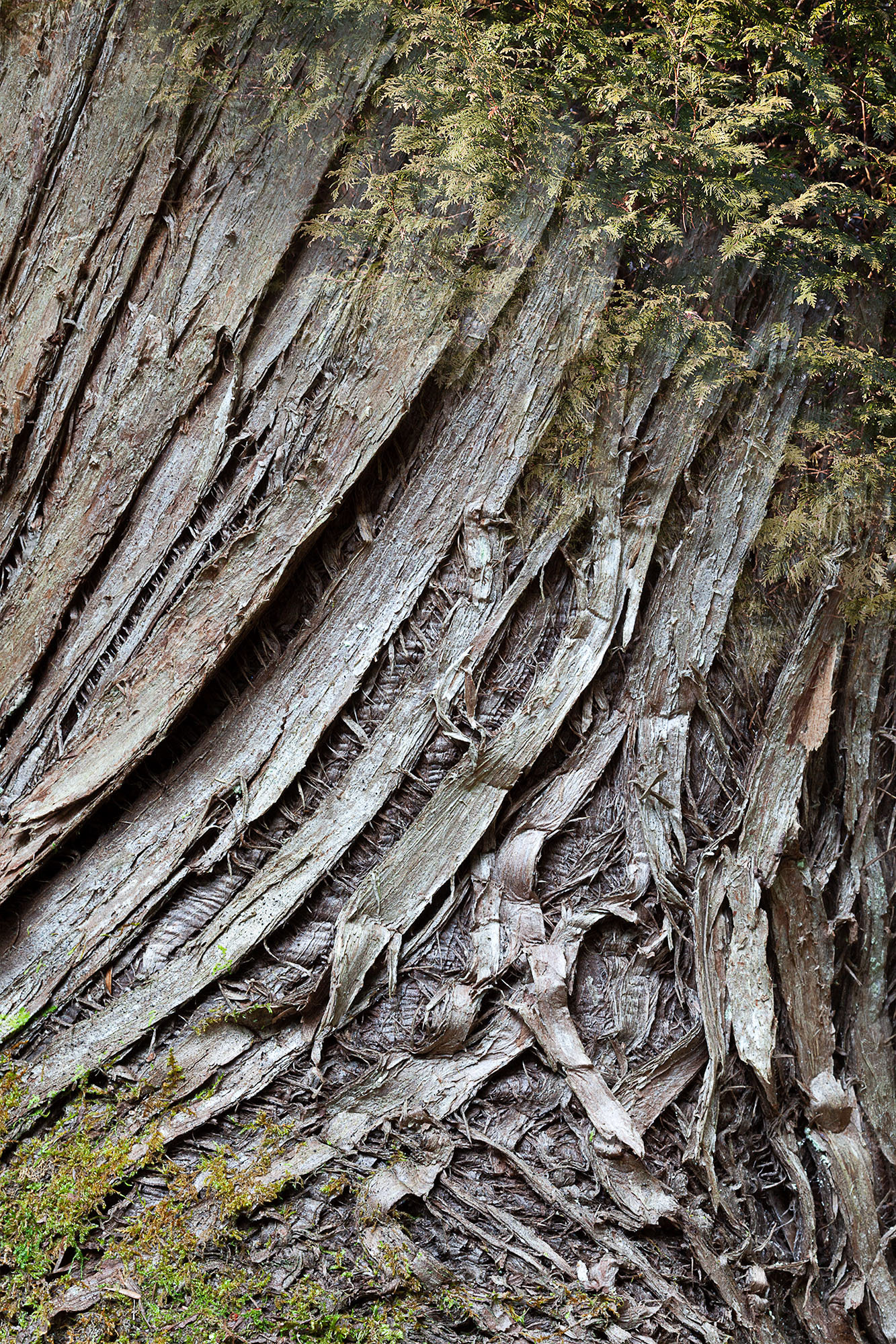 Arboreal Observation #10- Cedar, 12"x18", edition of 10