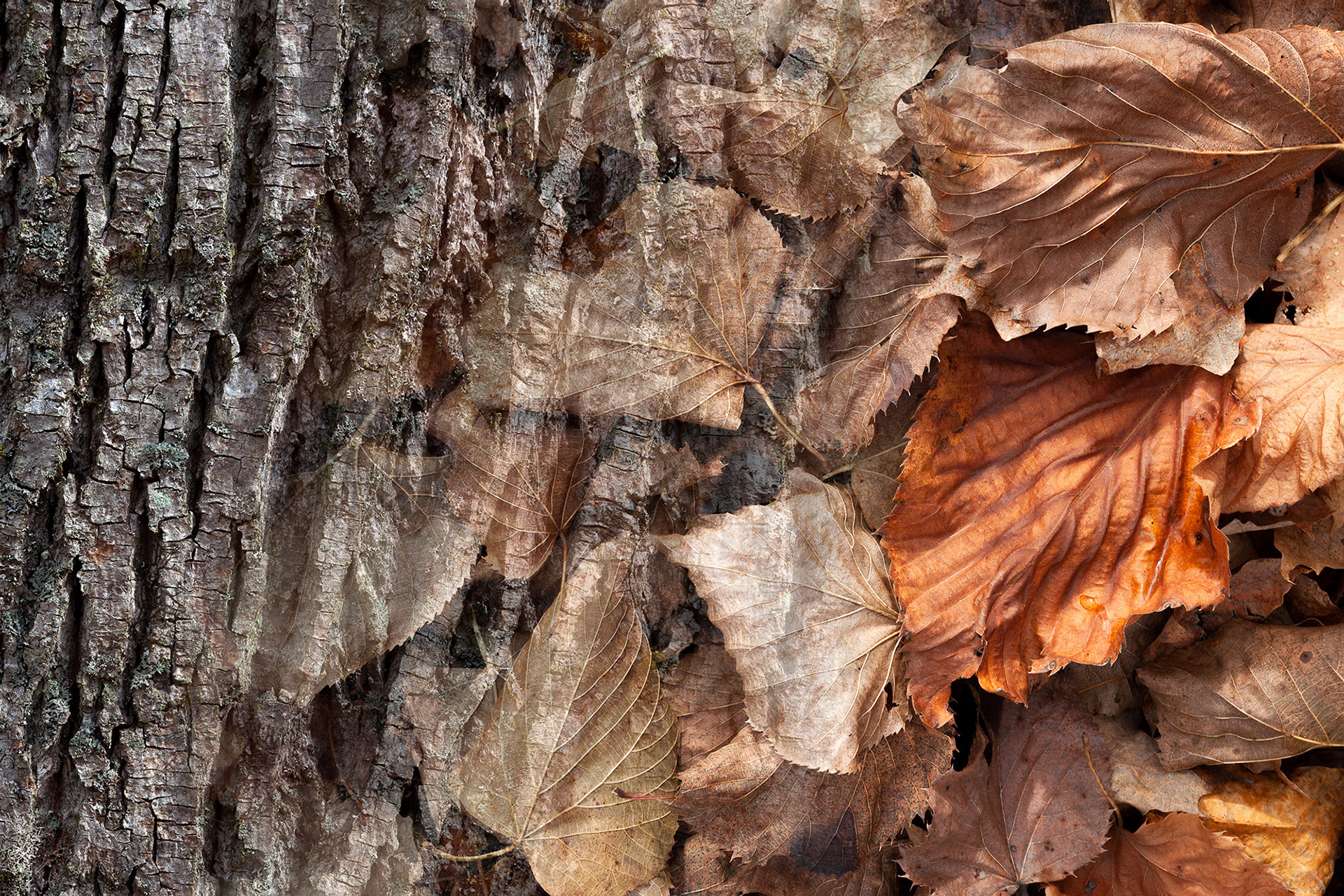 Arboreal Observation #6- Basswood, 12"x18", edition of 10