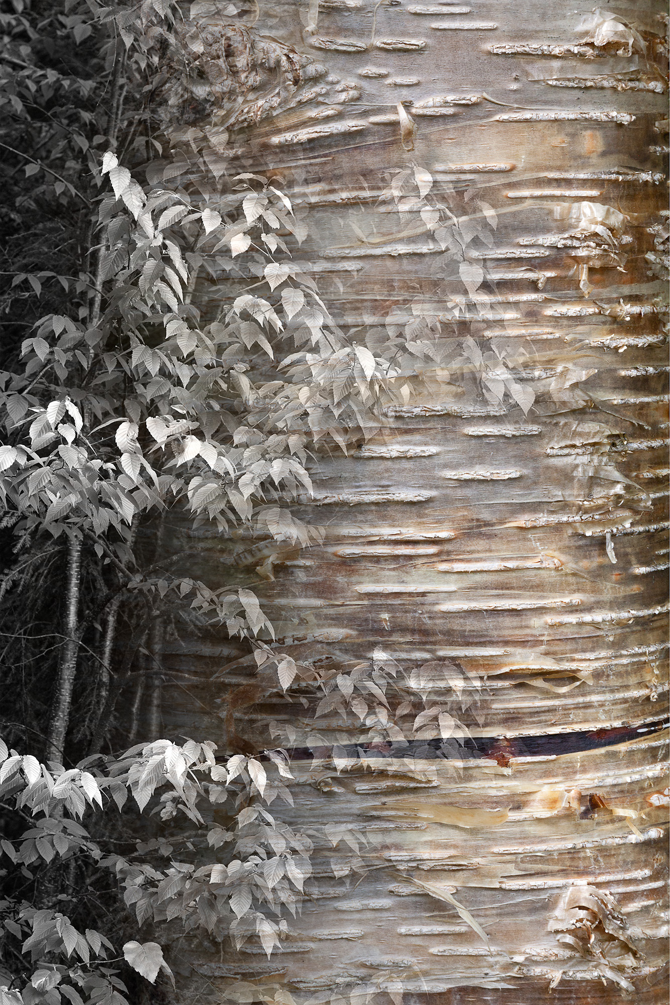 Arboreal Observation #18-Birch, 7"x10", edition of 20, $125 unframed