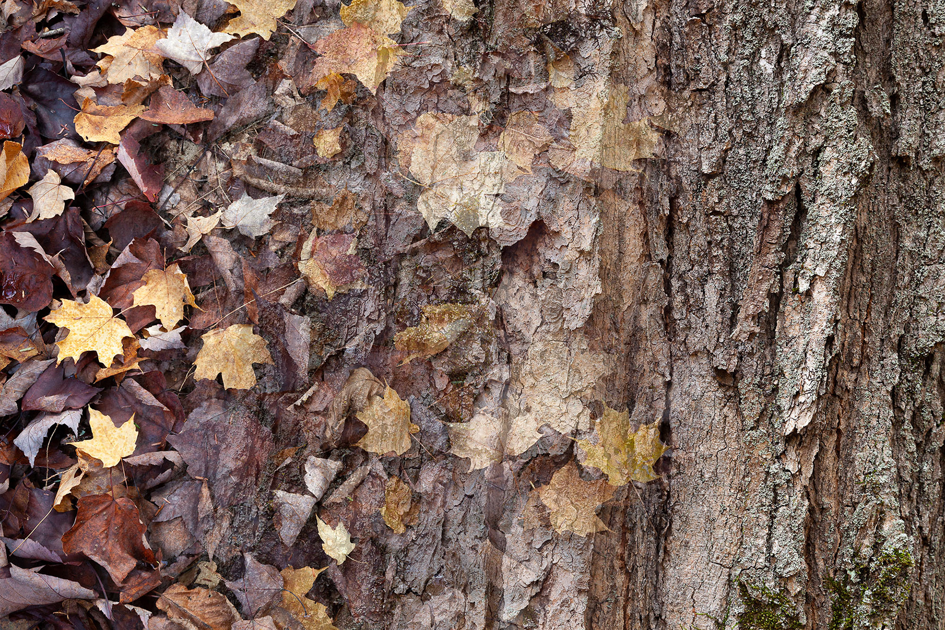 Arboreal Observation #3- Maple, 12"x18", edition of 10