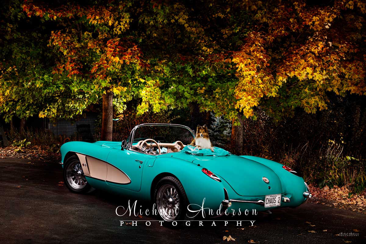 A beautiful light painted photograph of a 1957 C1 Corvette with an adorable Sheltie sitting on top.