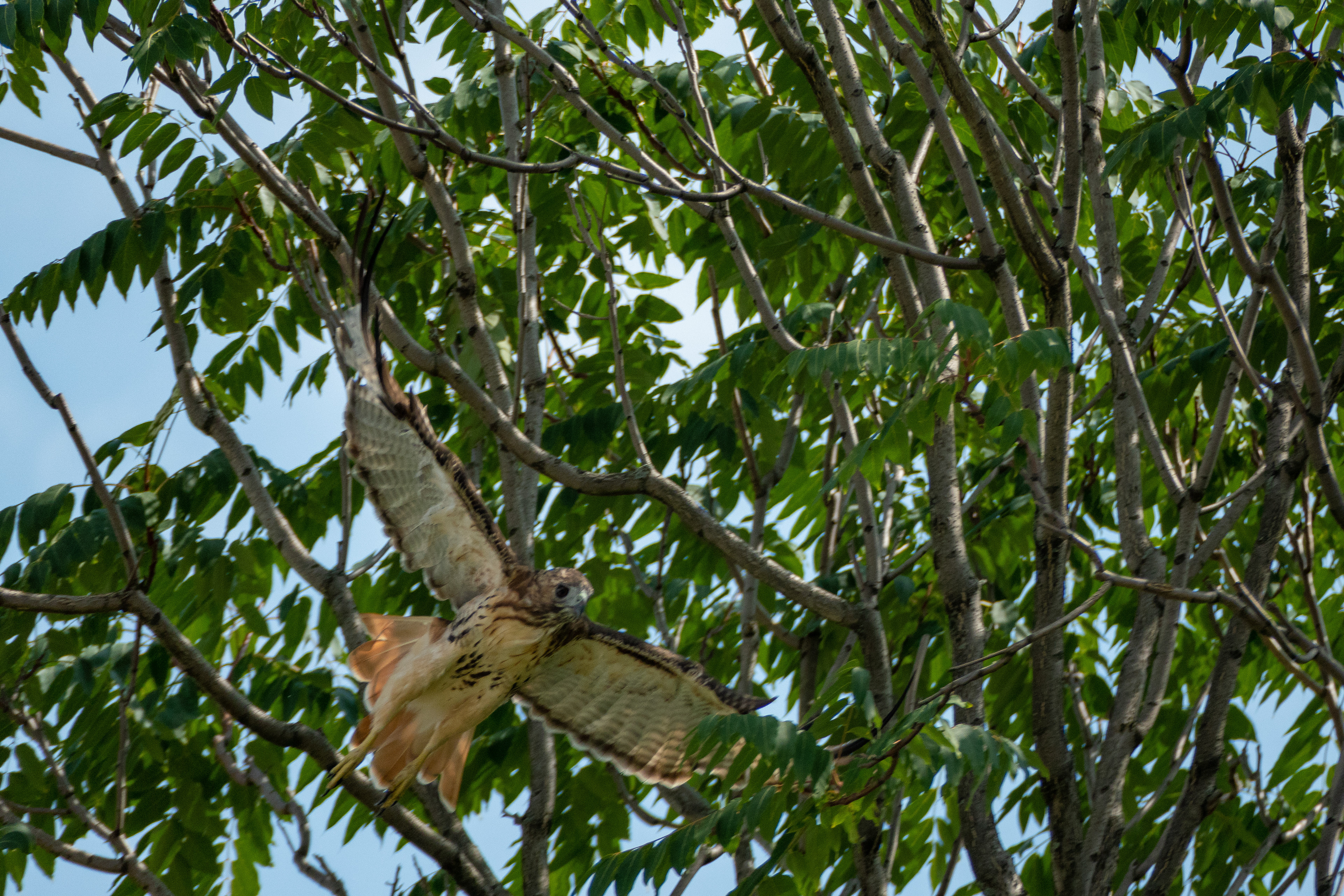 Run, or he'll bite youre head off