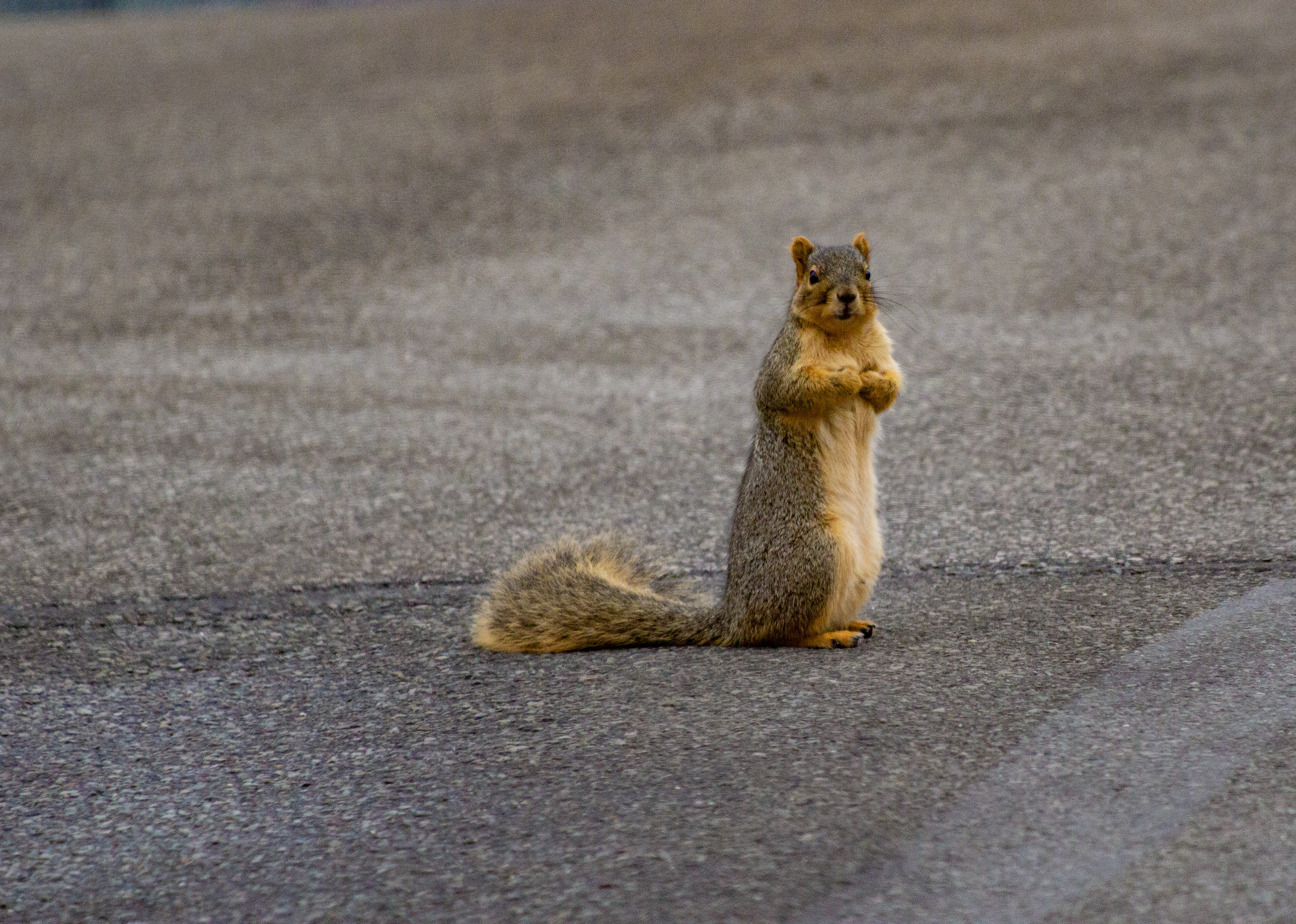 Watching you cross the road