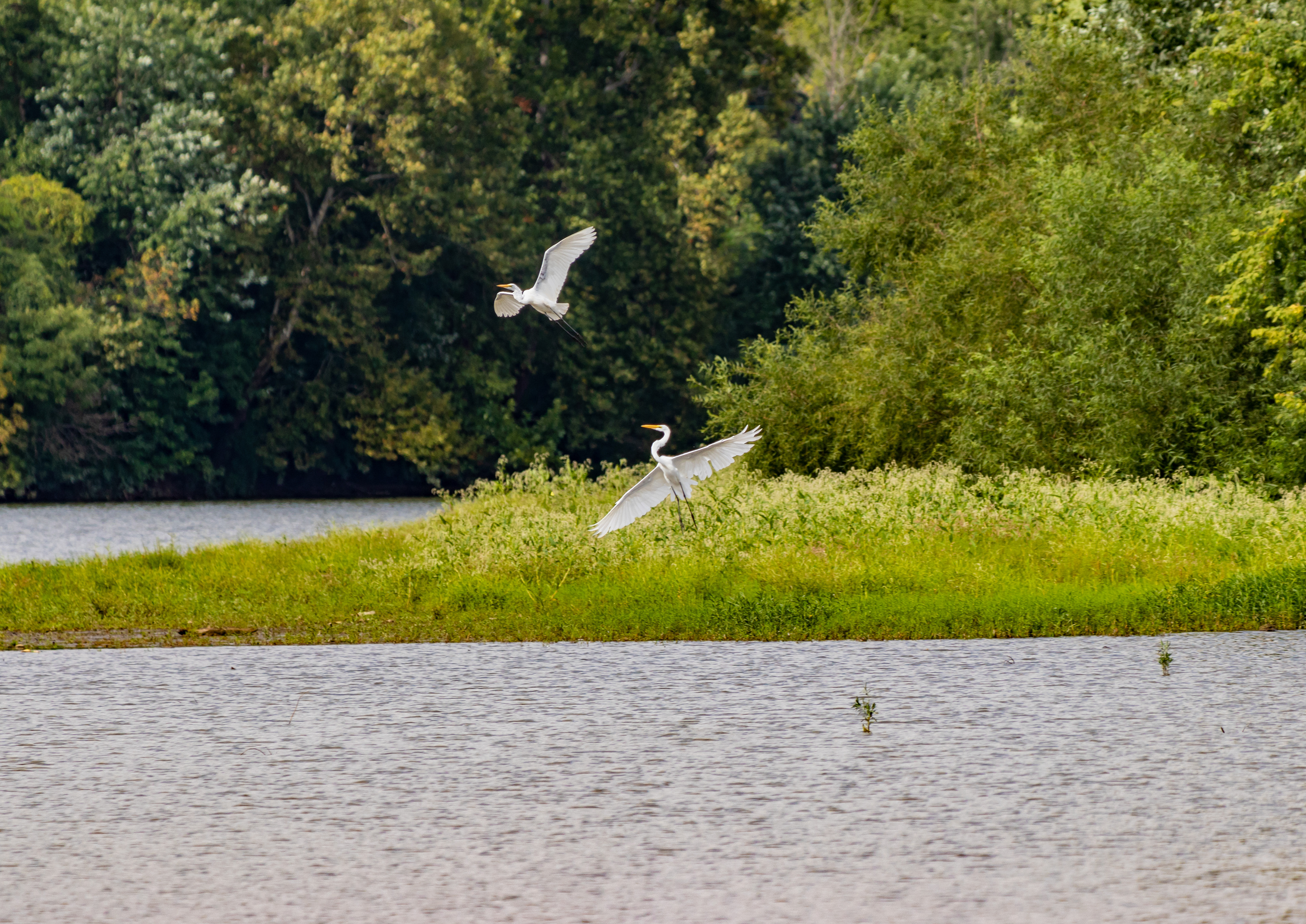 Great Egrets in Columbus, Ohio