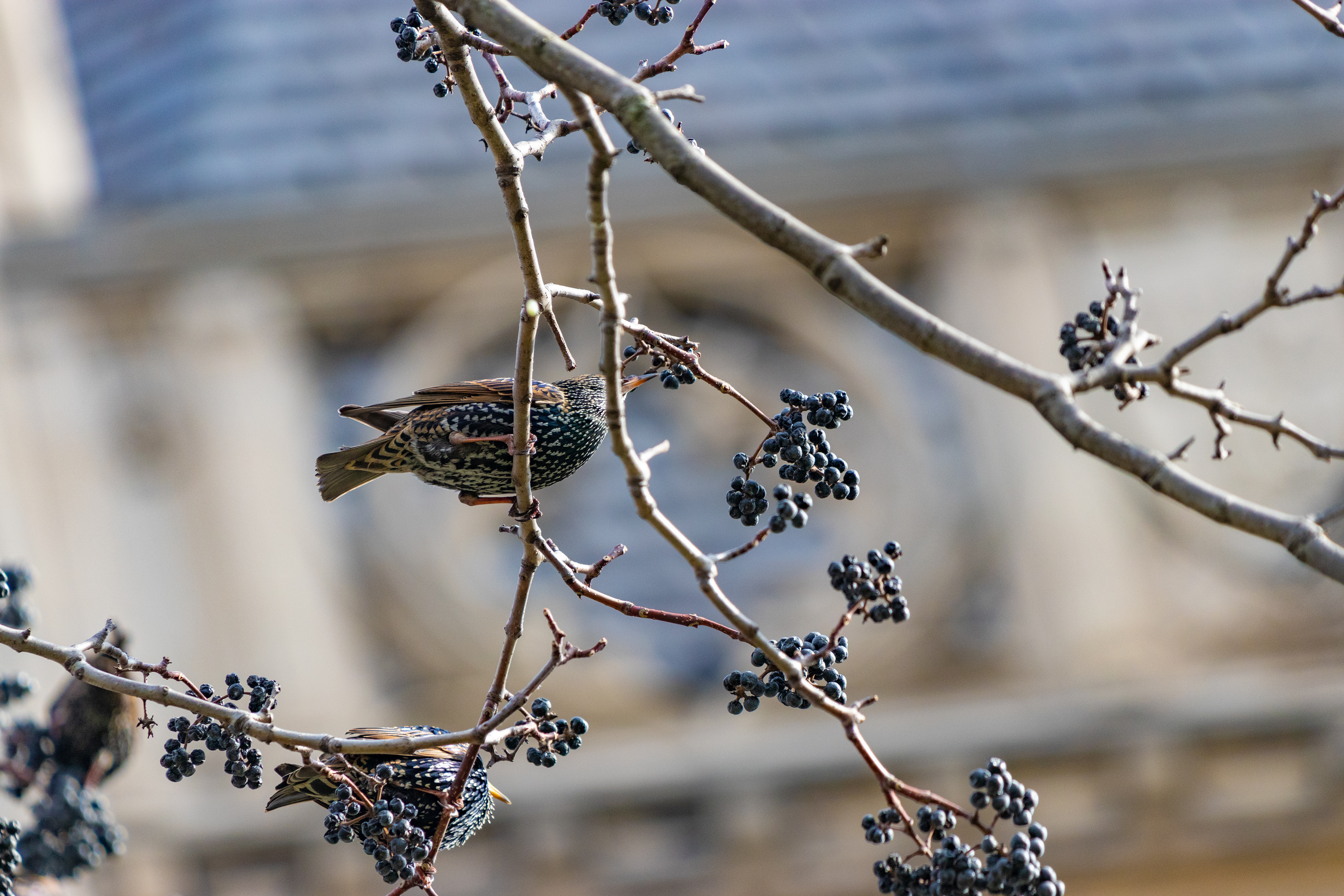Eating European Starling