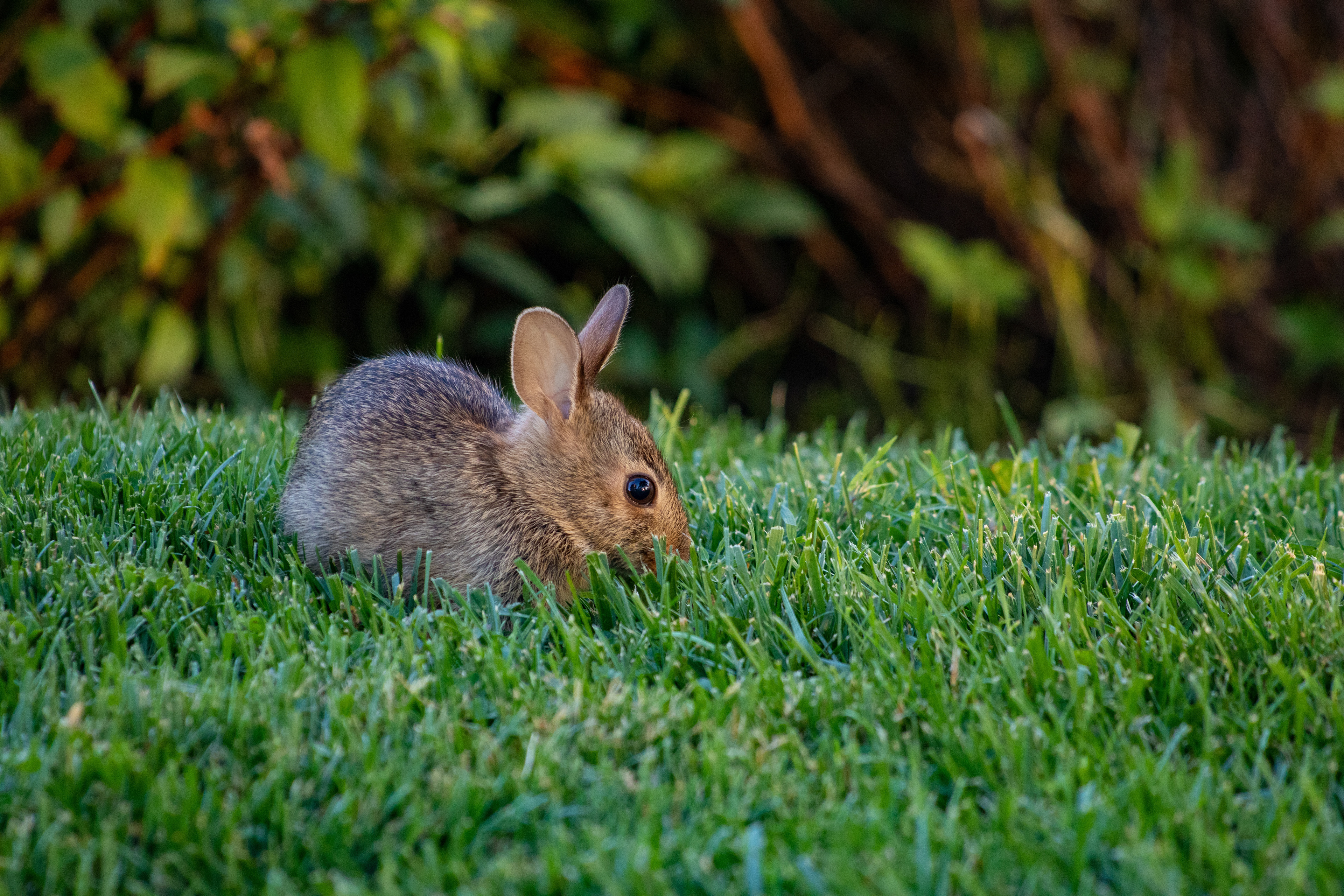 Baby Bunny at Monroe County Courthouse