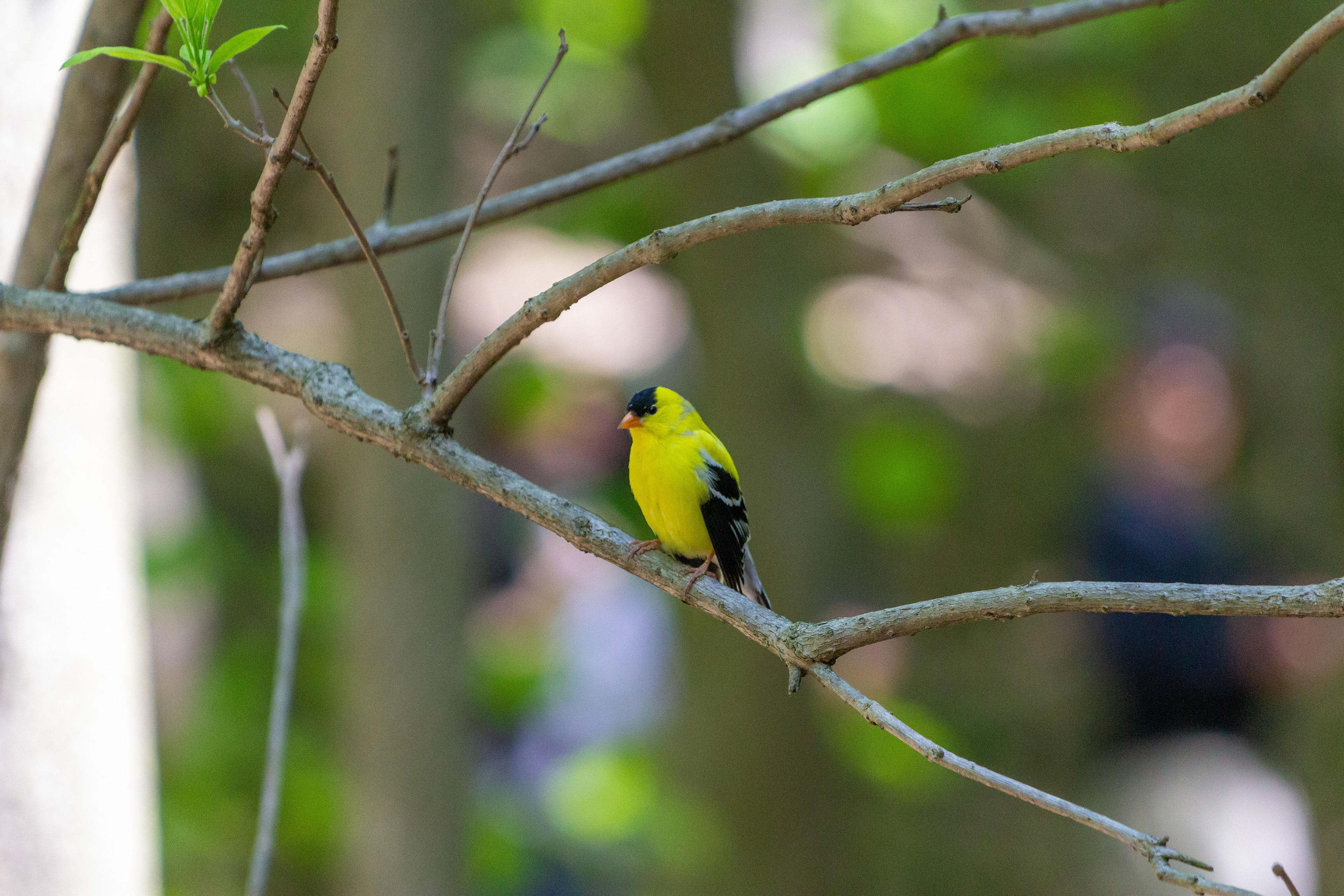 Yellow Bird
