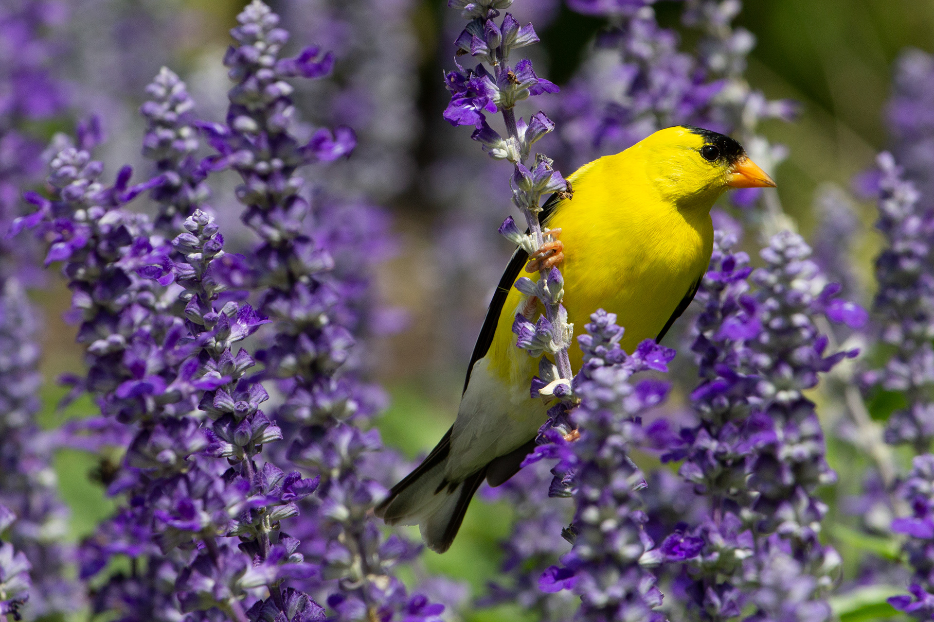A housefinch in some plants