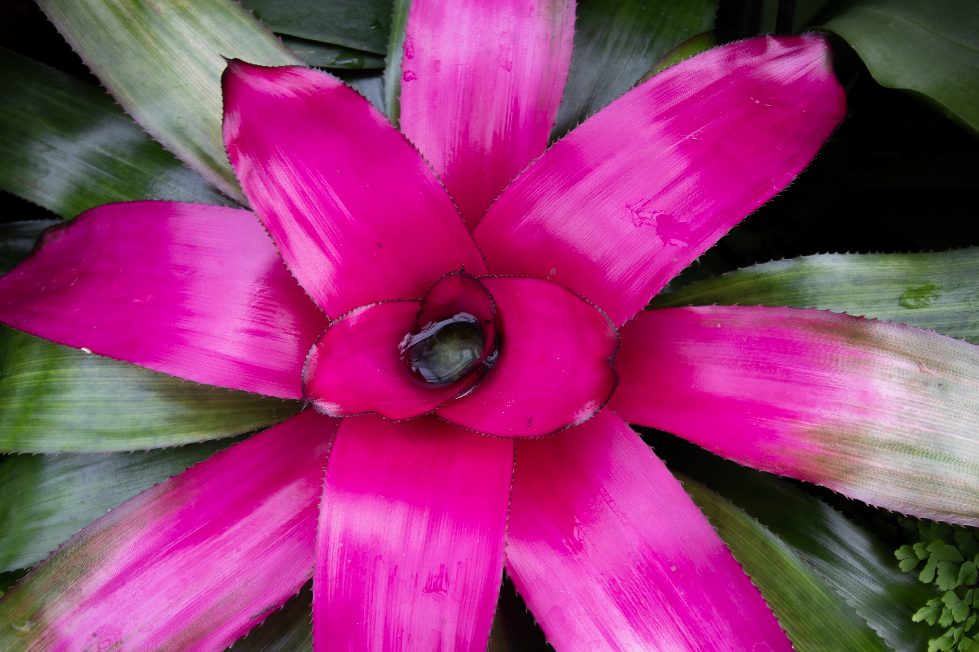 Pink Flower