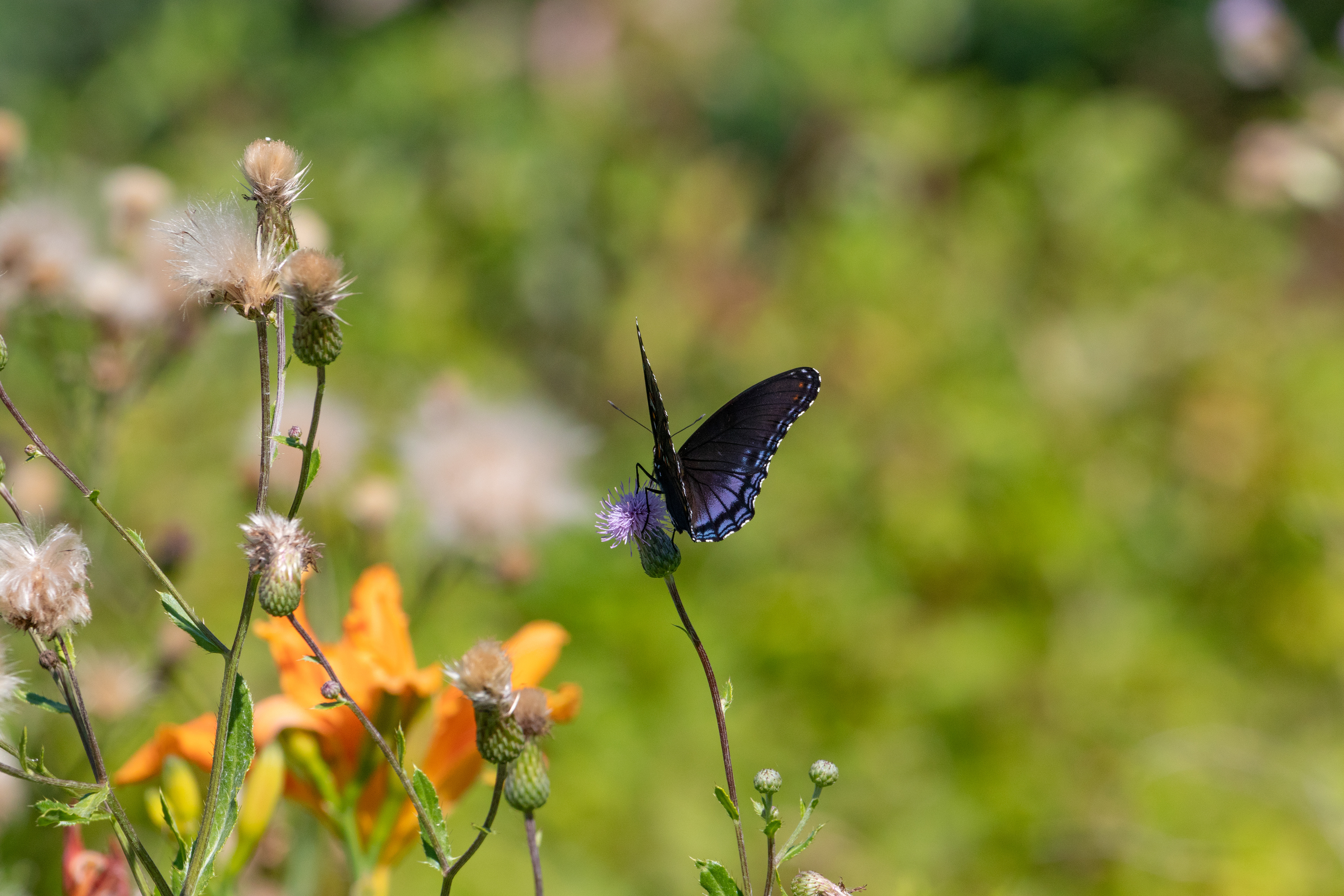 Butterfly on flower