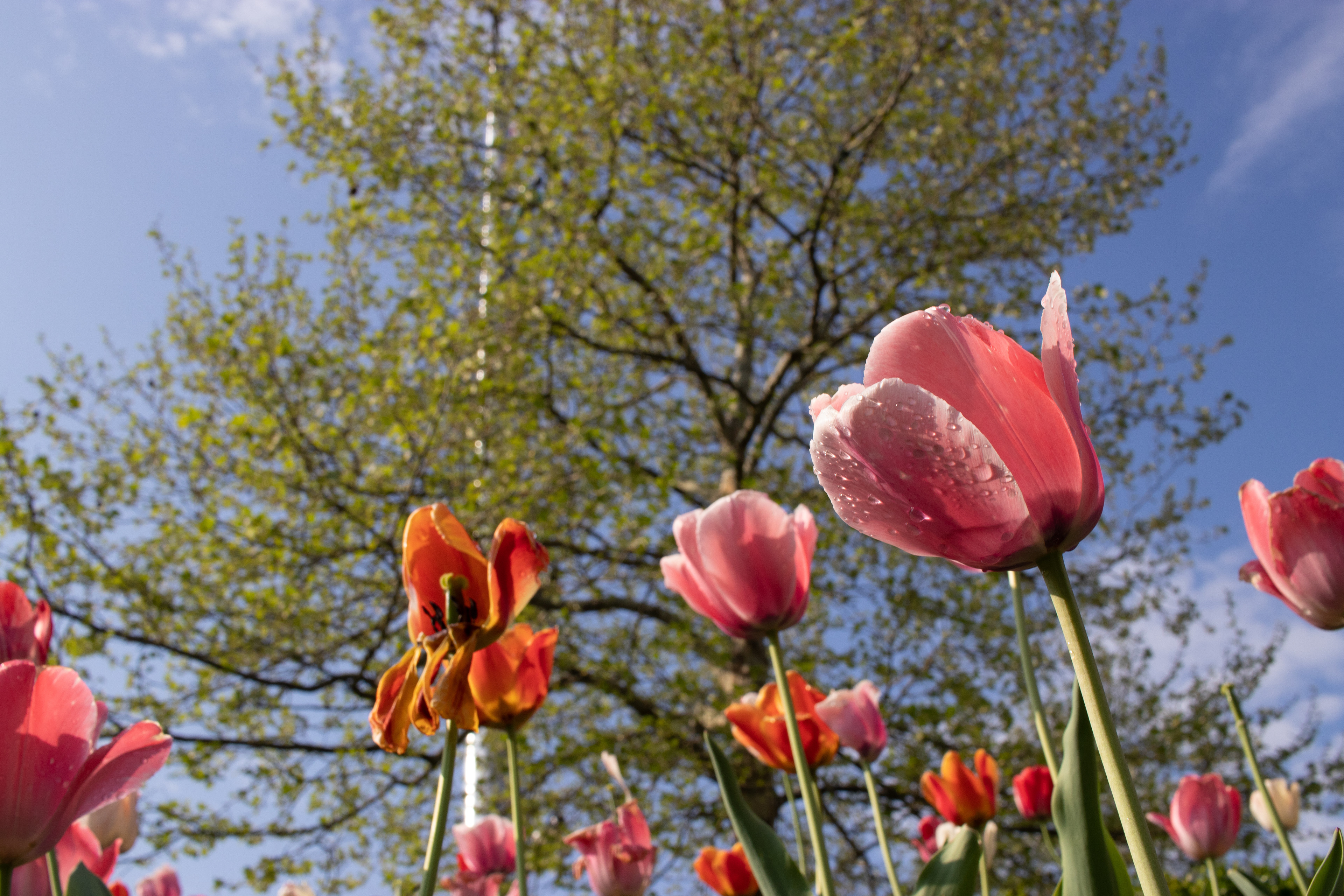 Tulips, looking up