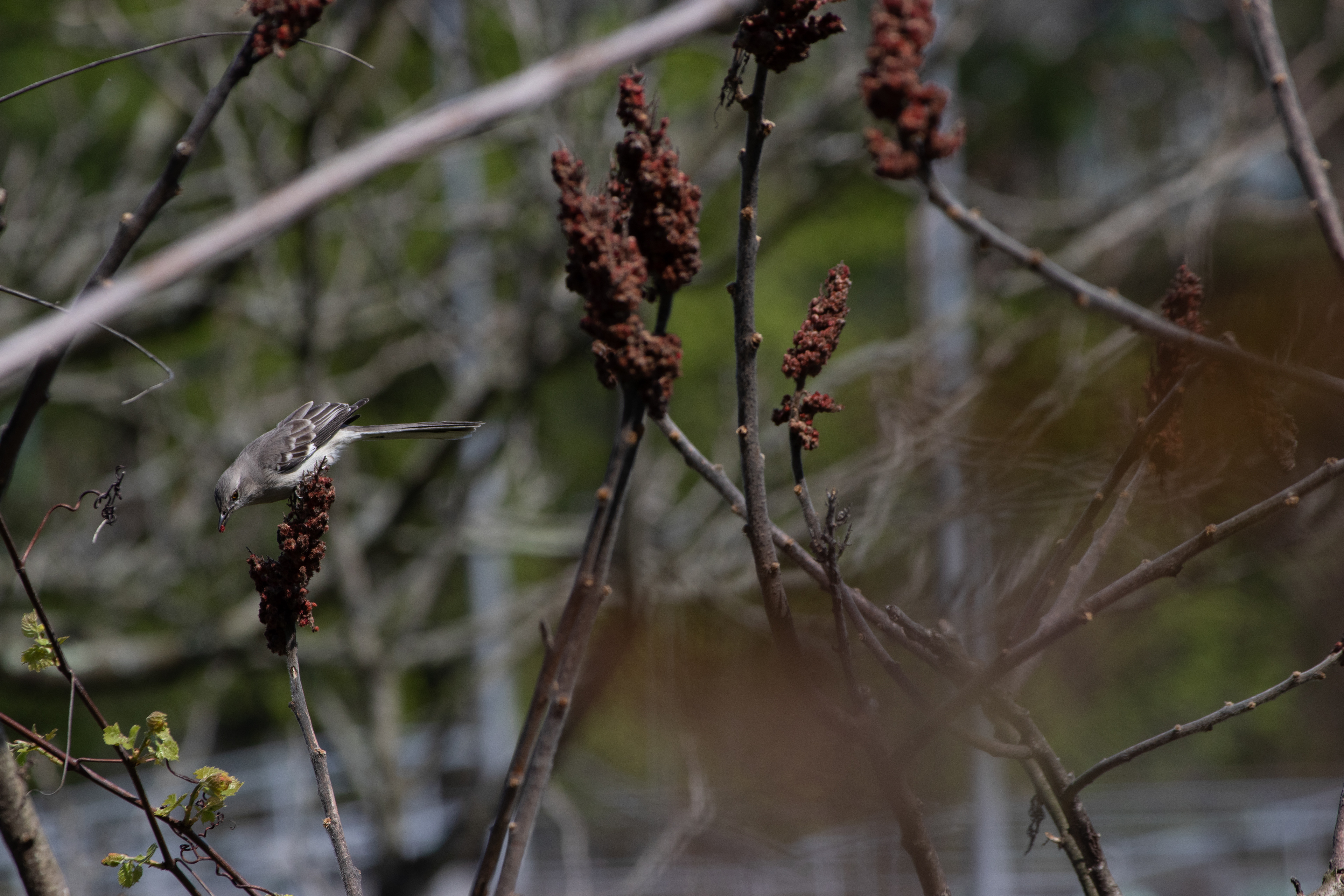 A Northern Mockingbird